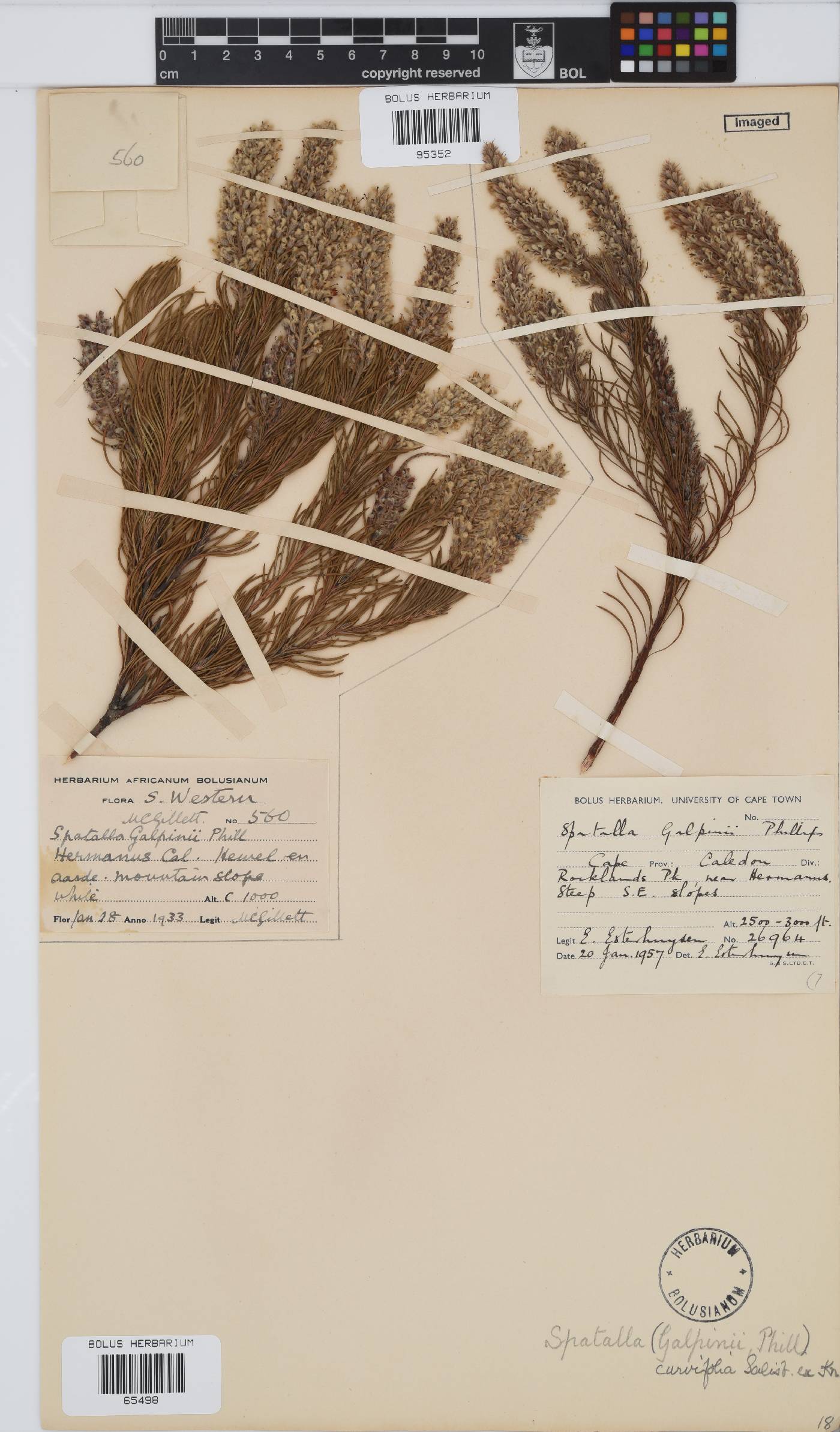 Spatalla curvifolia image