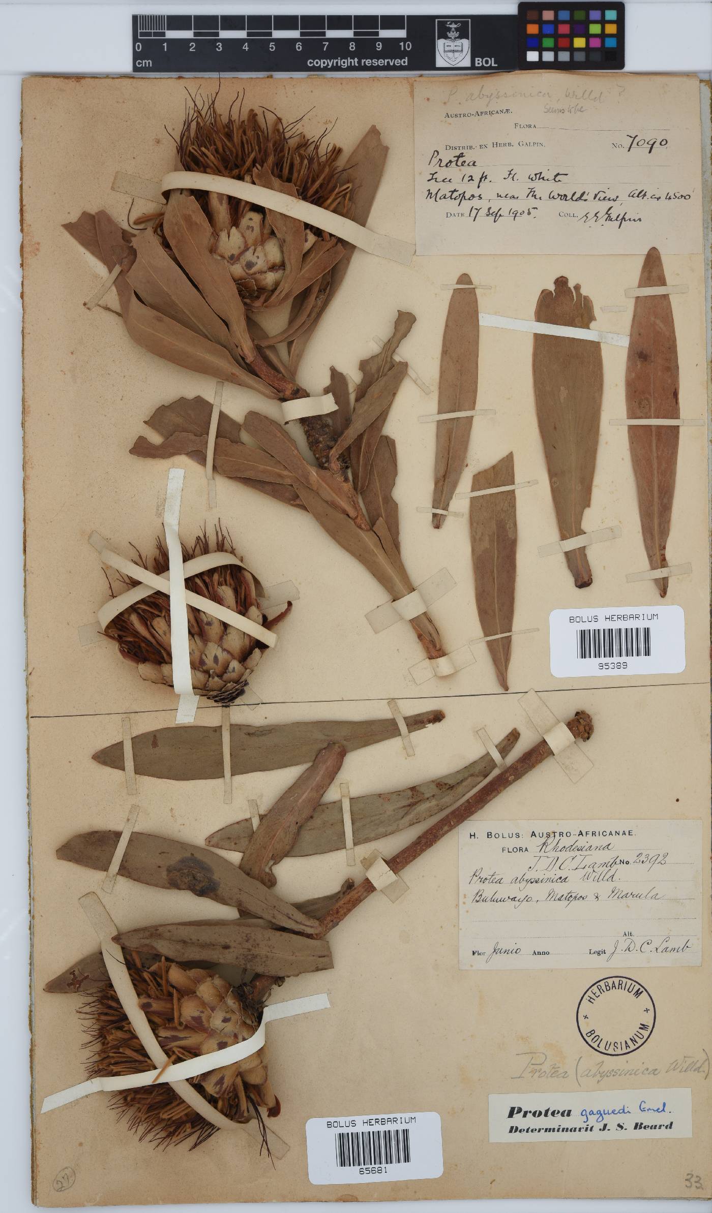 Protea gaguedi image