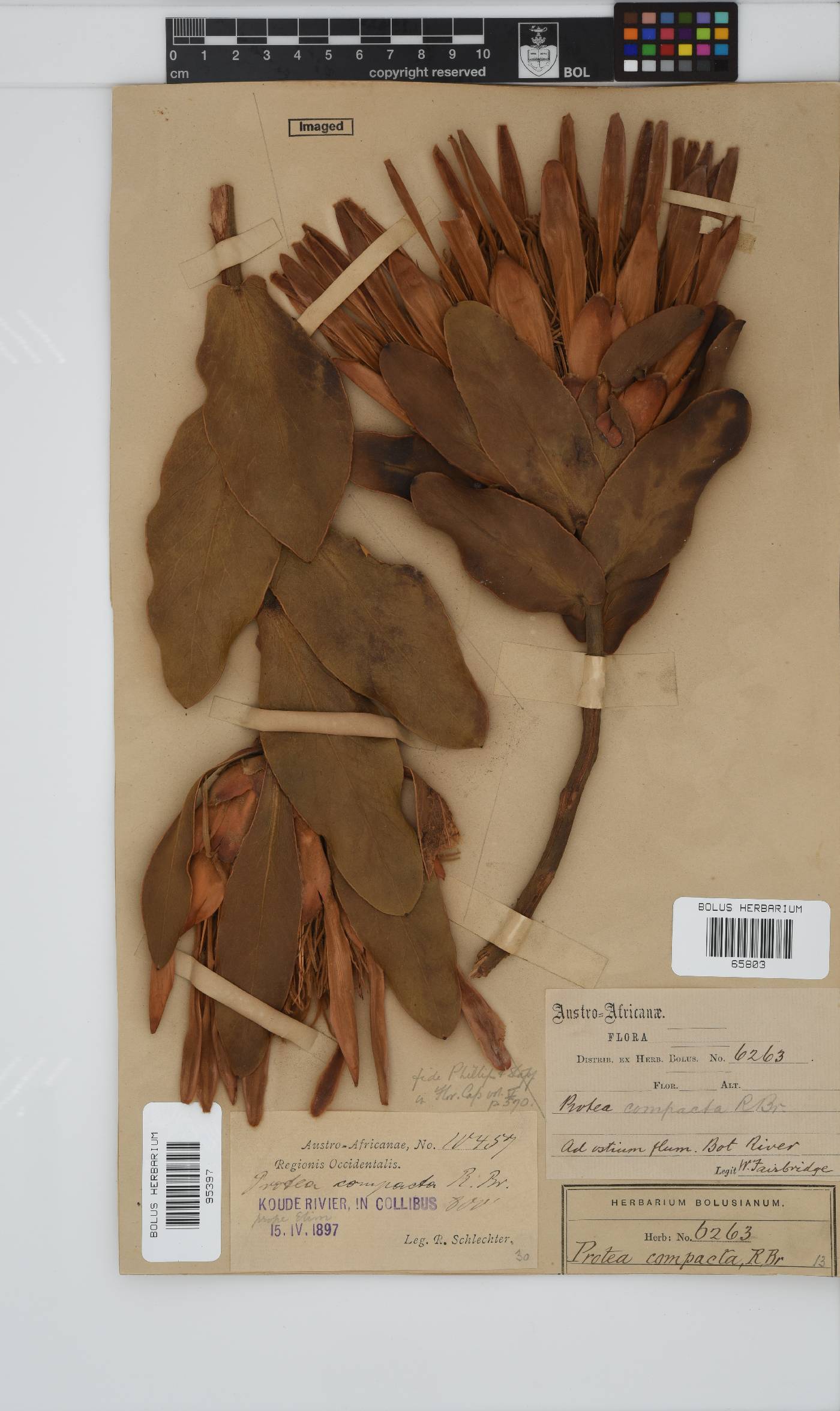 Protea compacta image