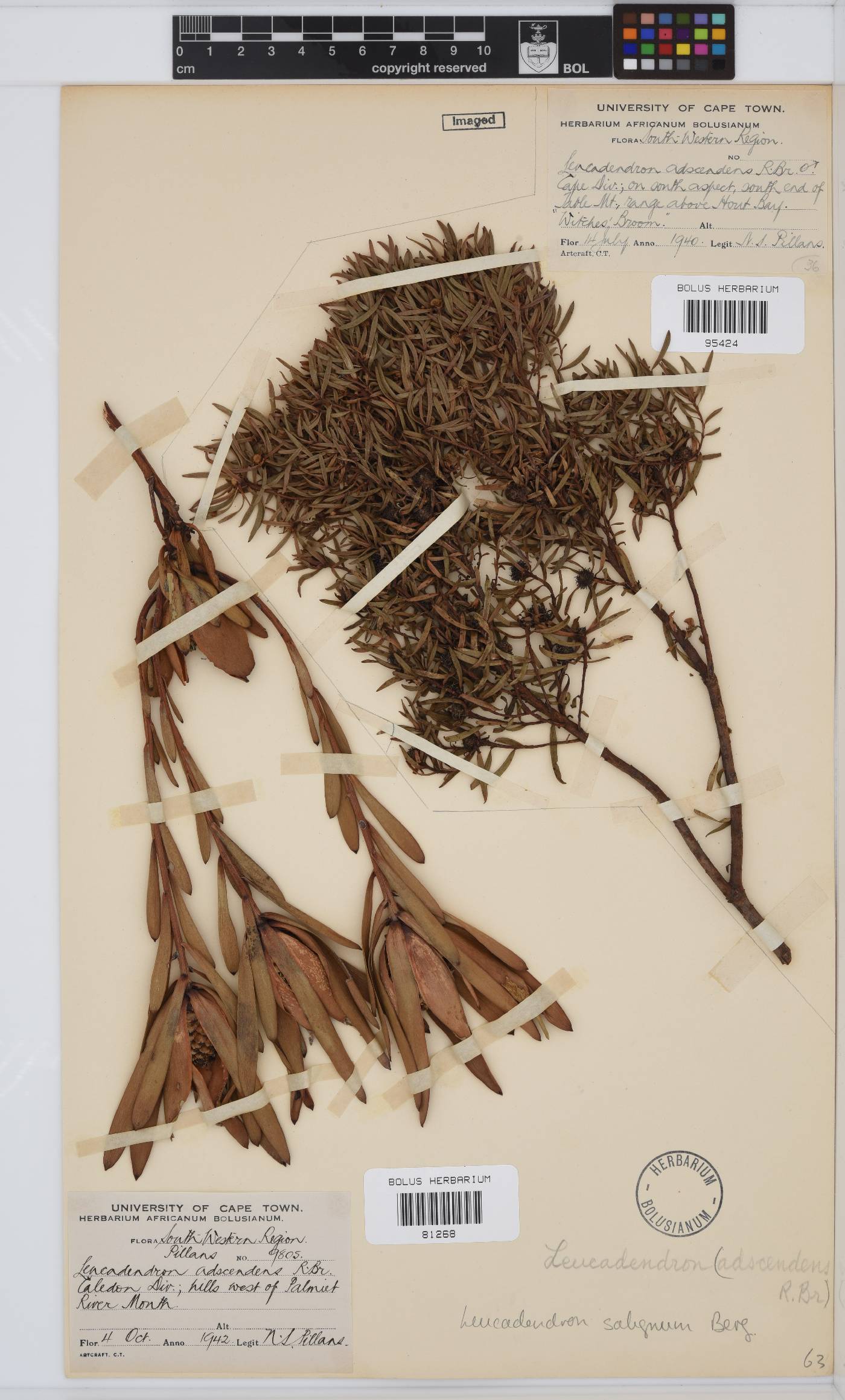 Leucadendron salignum image