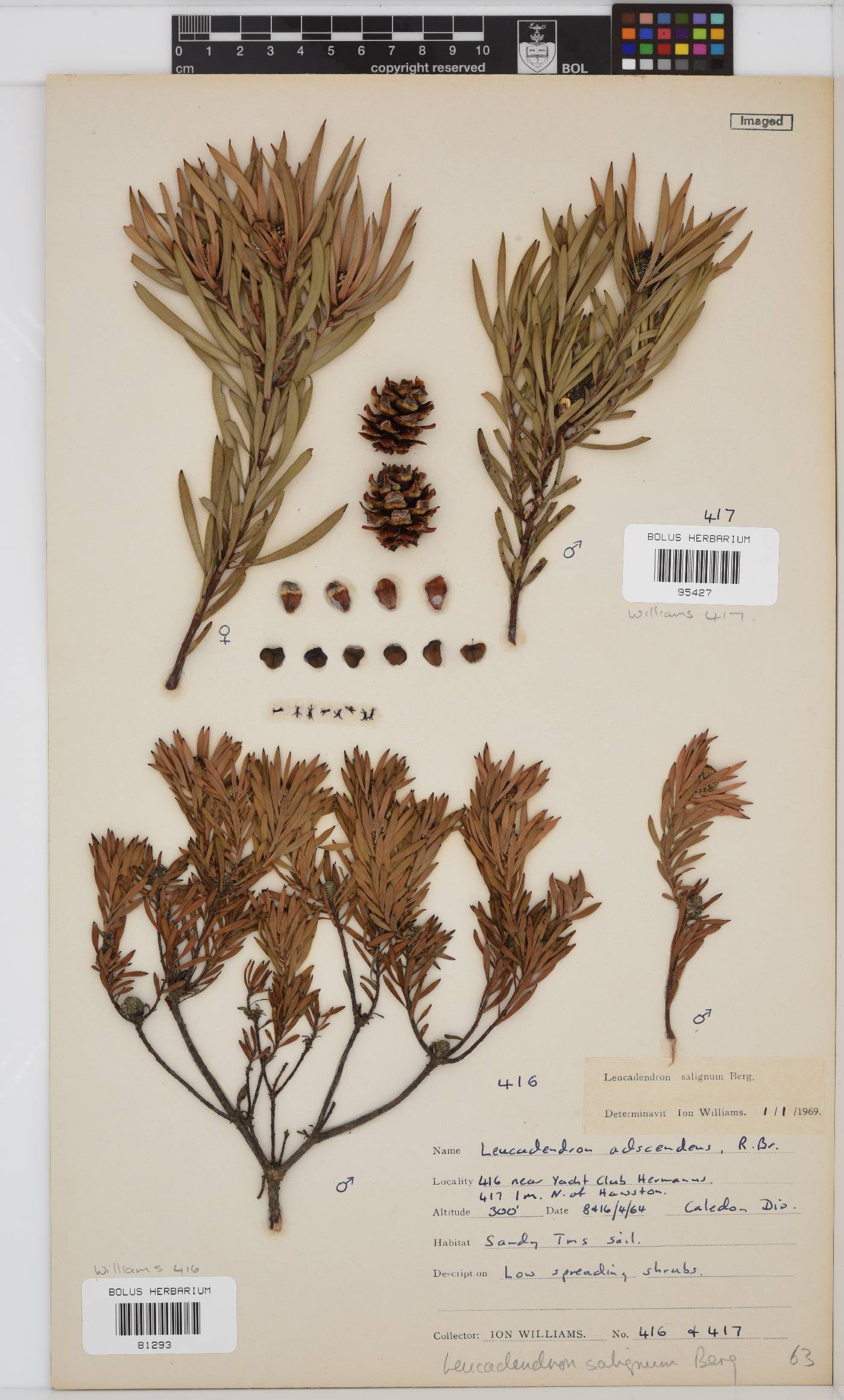 Leucadendron salignum image