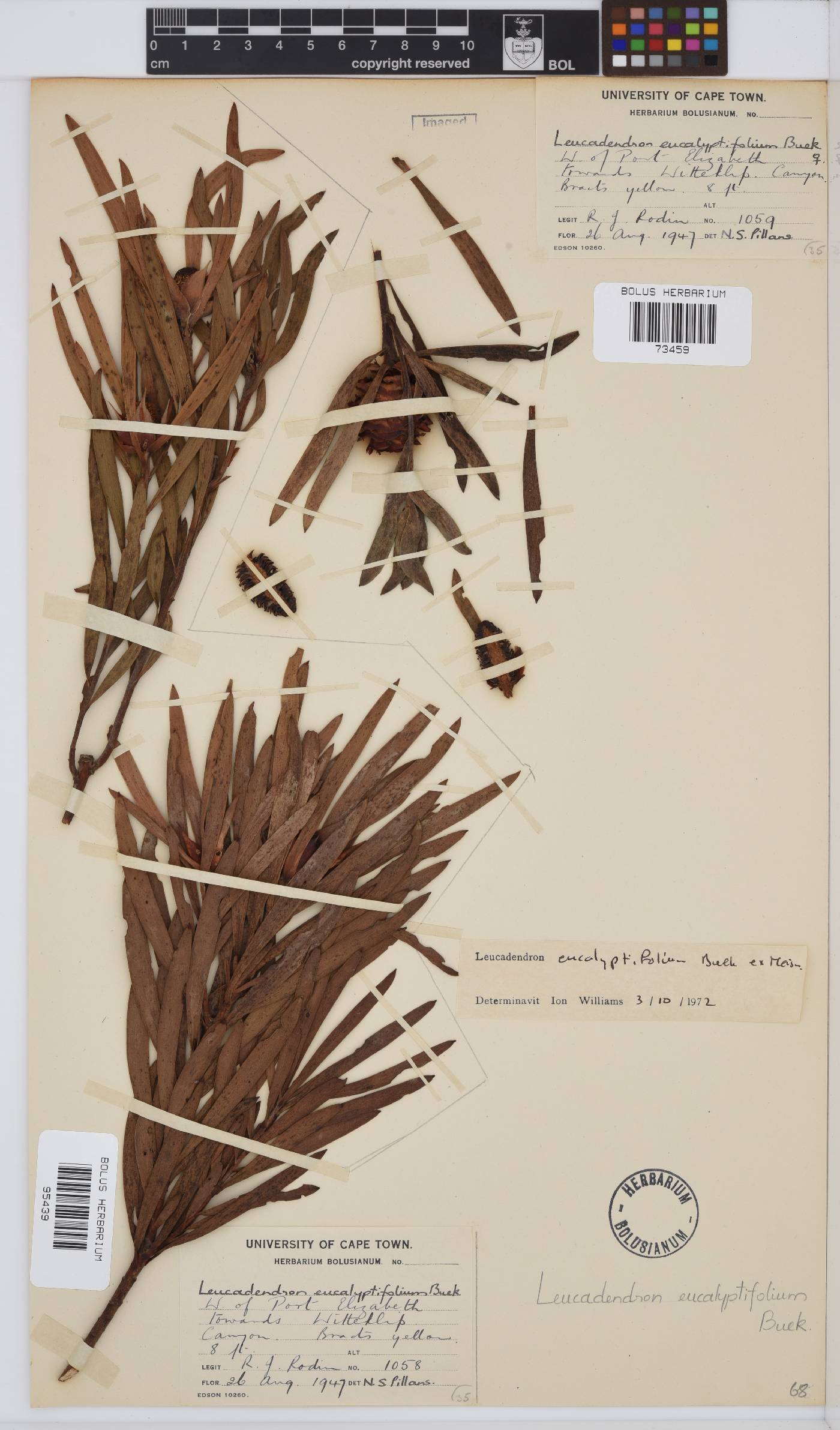 Leucadendron eucalyptifolium image