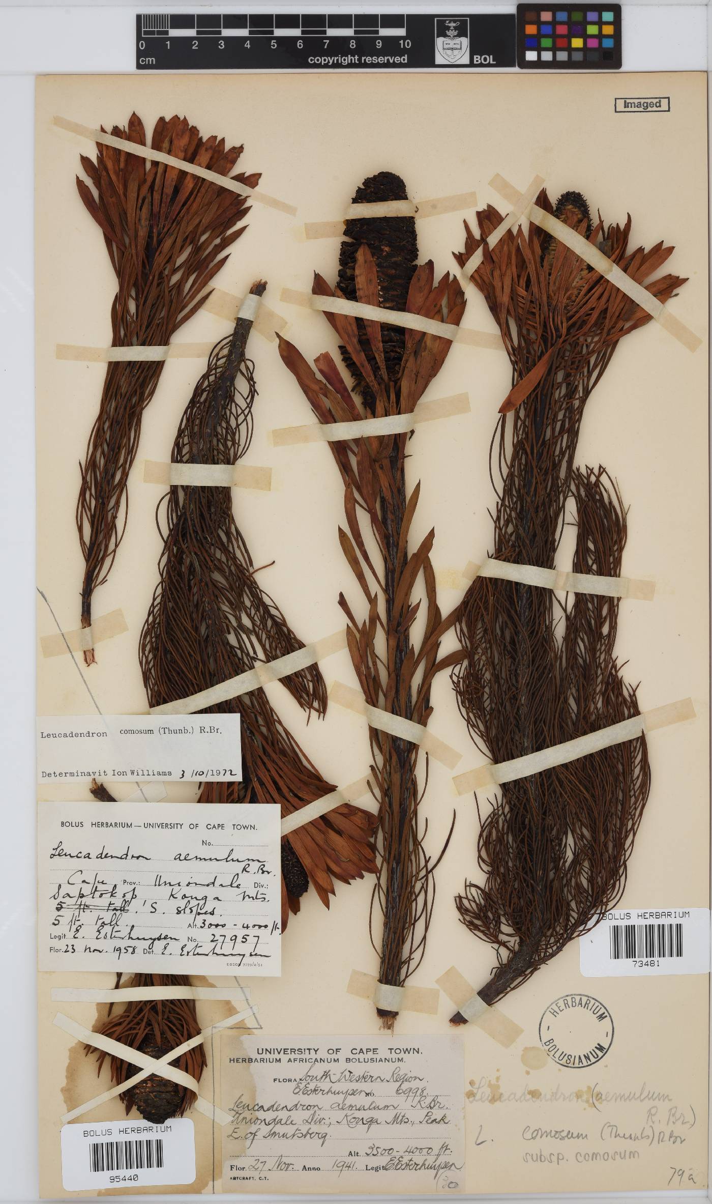 Leucadendron comosum image