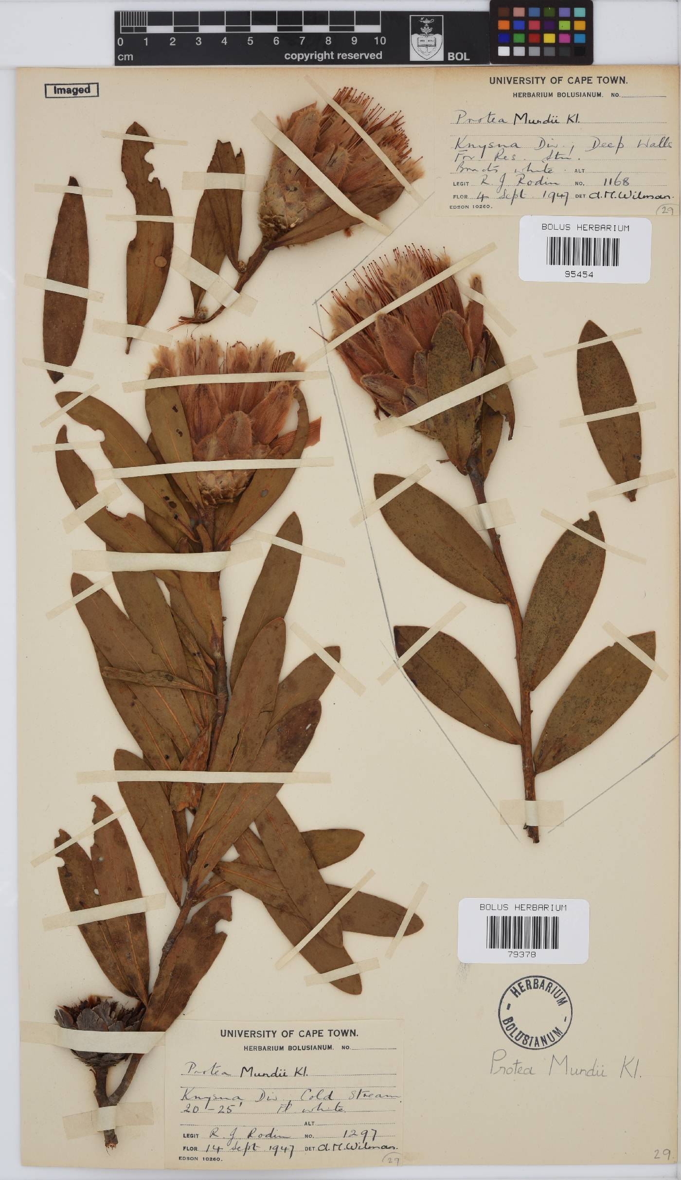 Protea mundii image