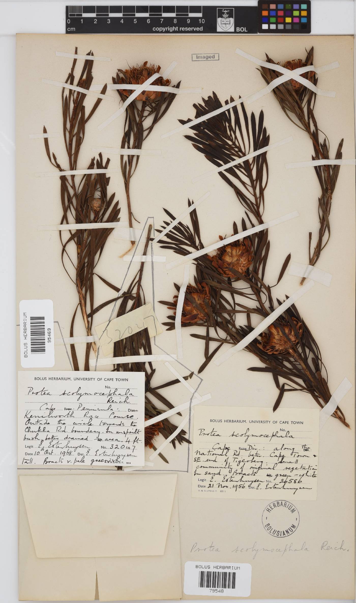 Protea scolymocephala image