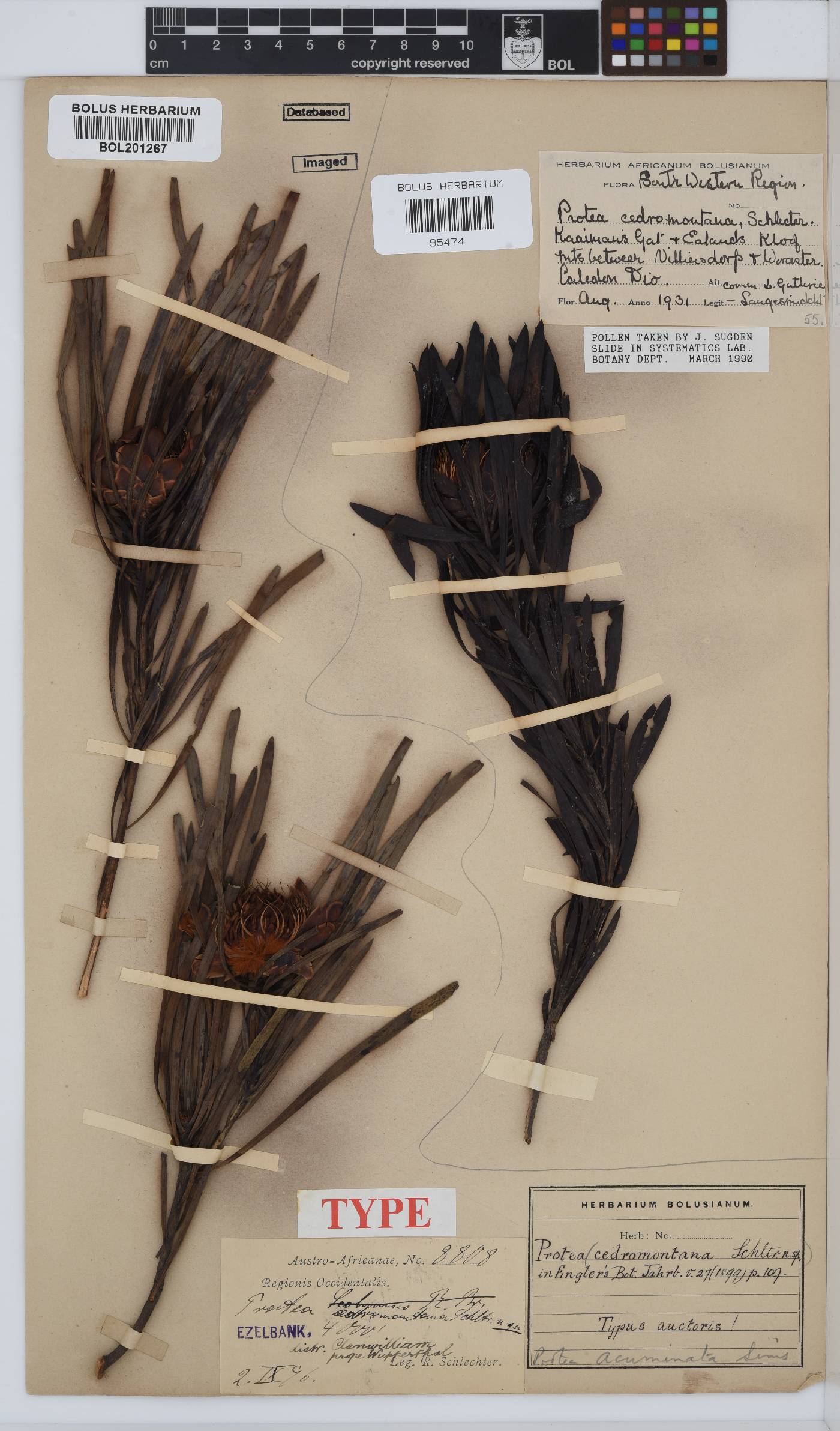 Protea acuminata image