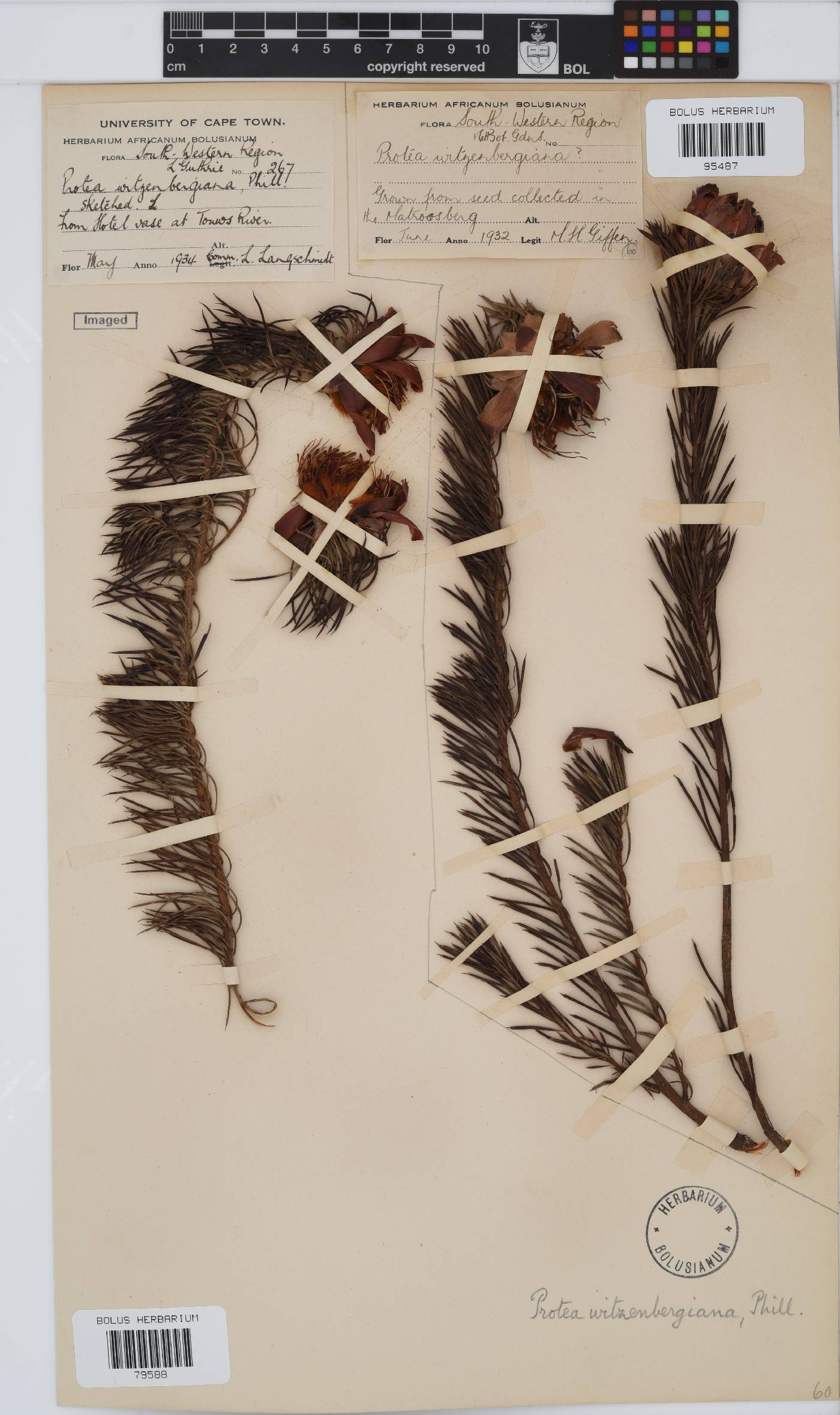 Protea witzenbergiana image