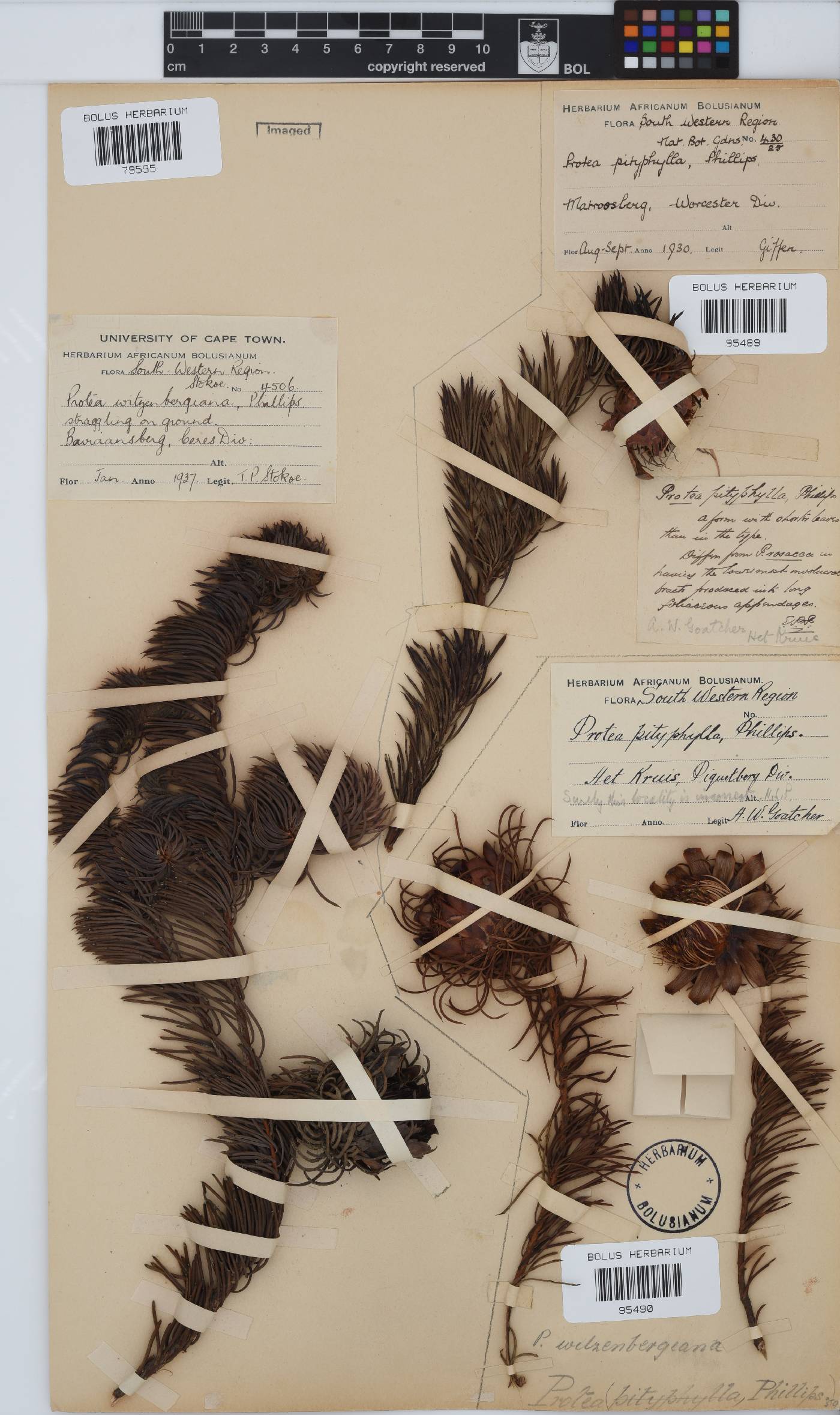 Protea witzenbergiana image