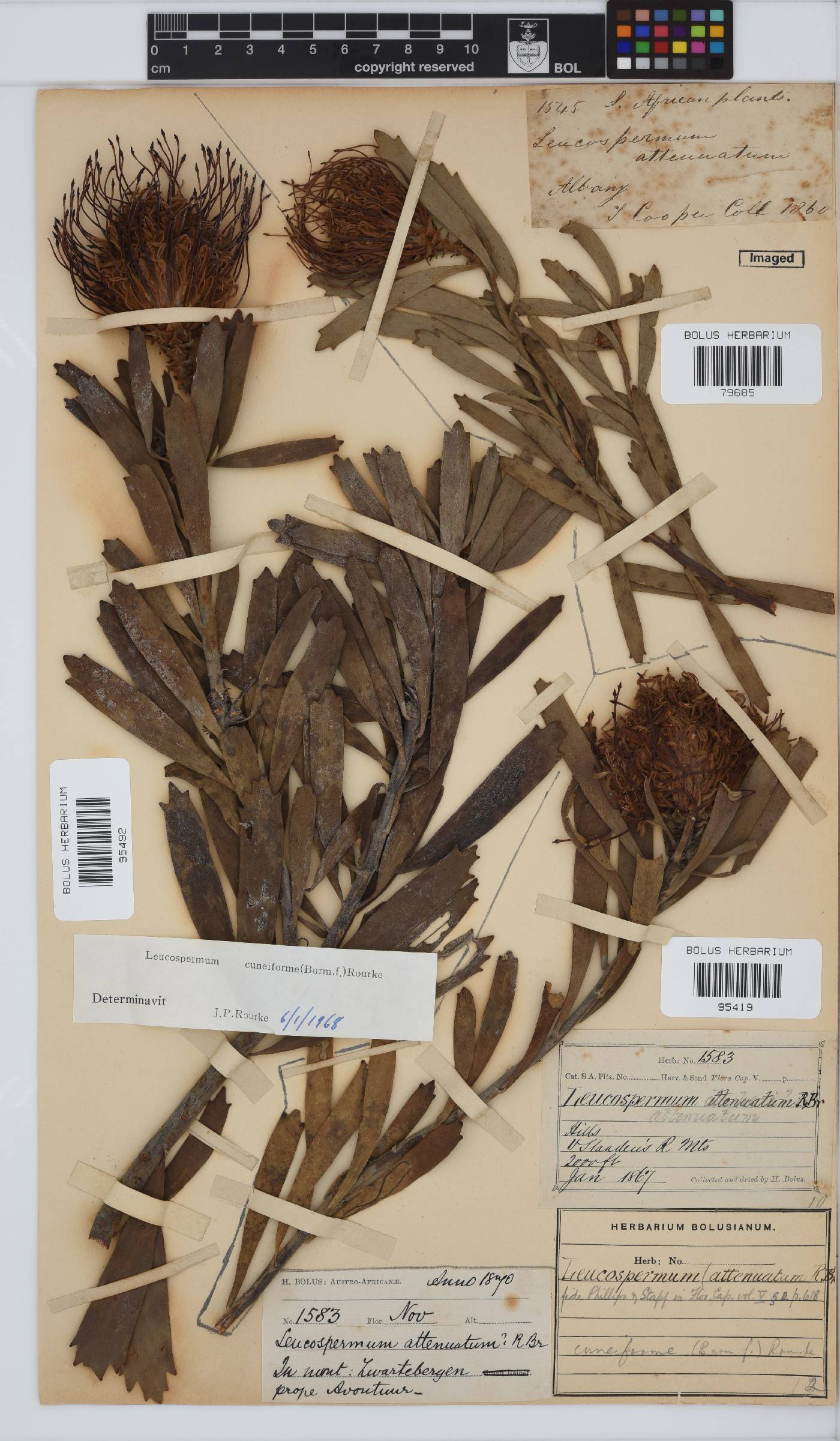 Leucospermum cuneiforme image