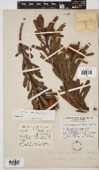 Leucospermum truncatum image