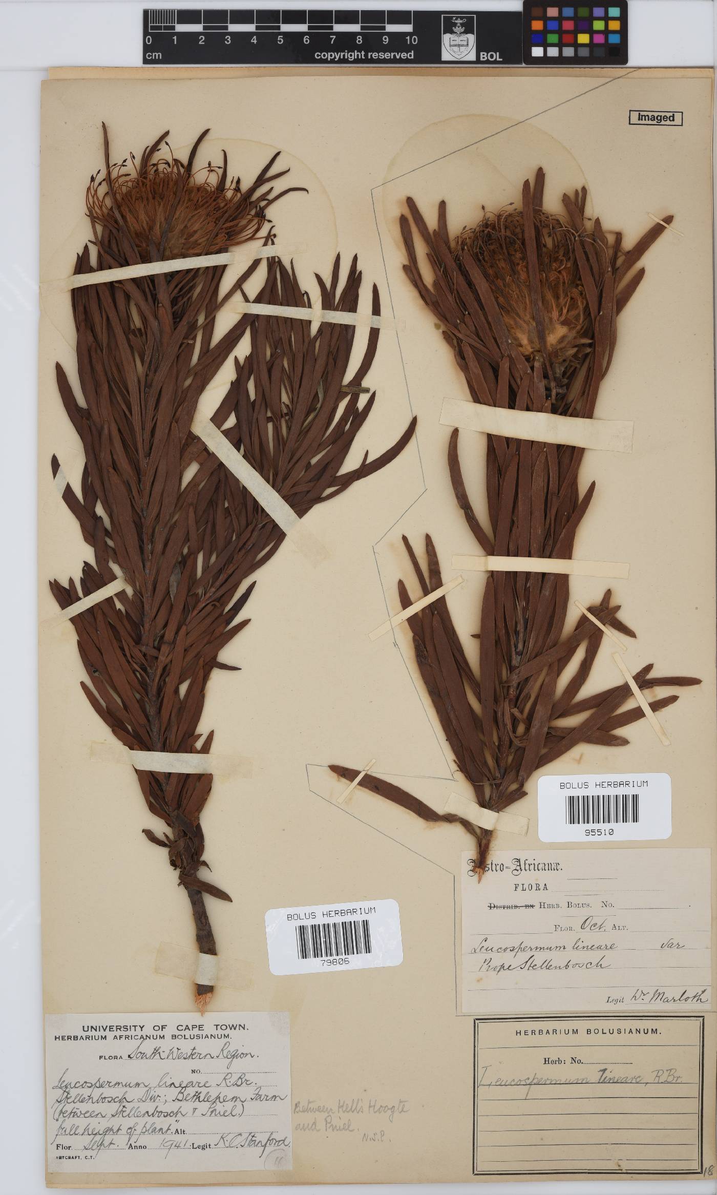 Leucospermum lineare image