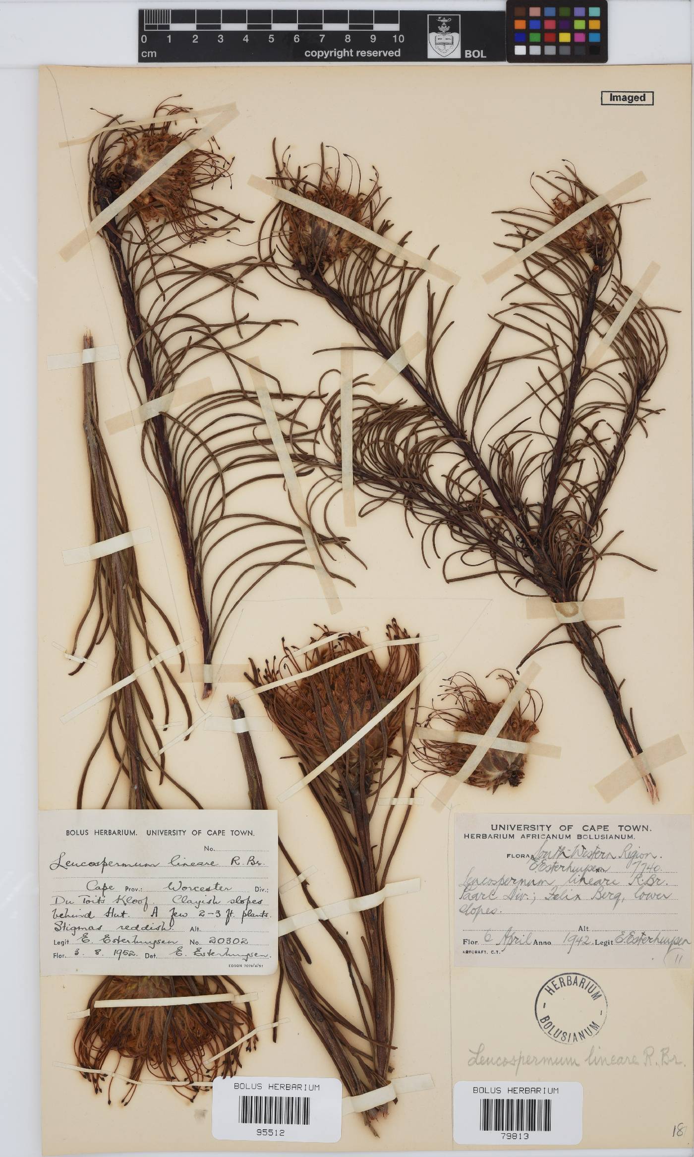 Leucospermum lineare image