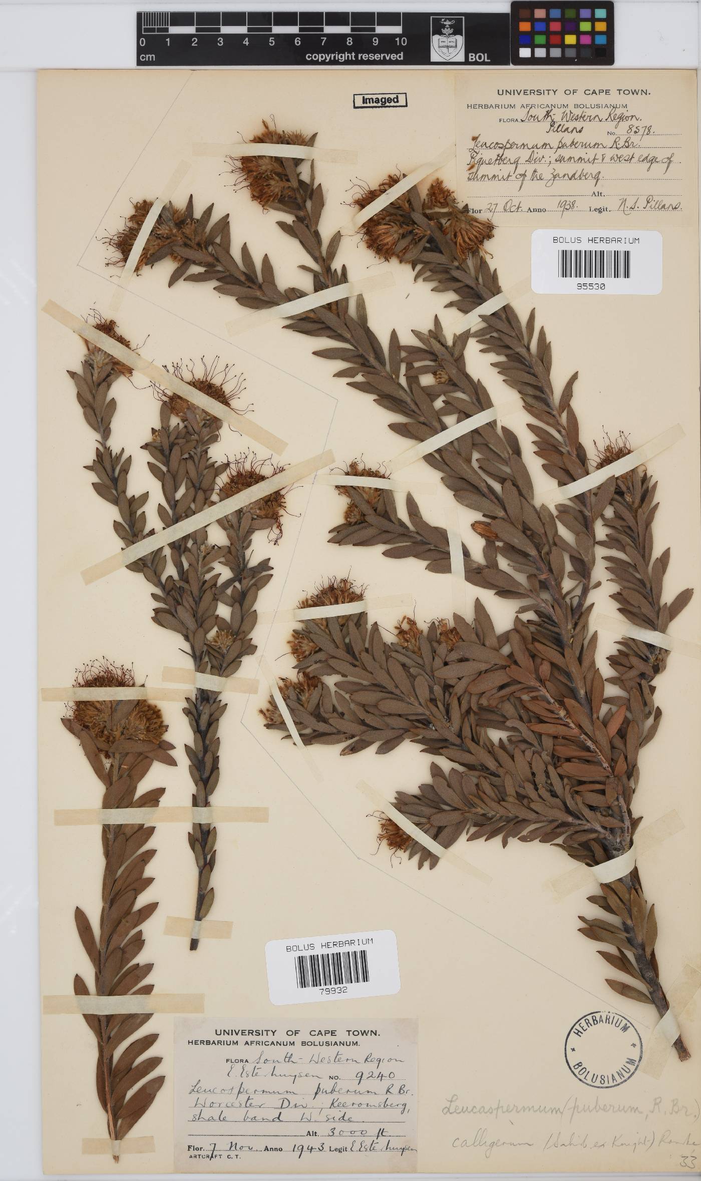 Leucospermum calligerum image