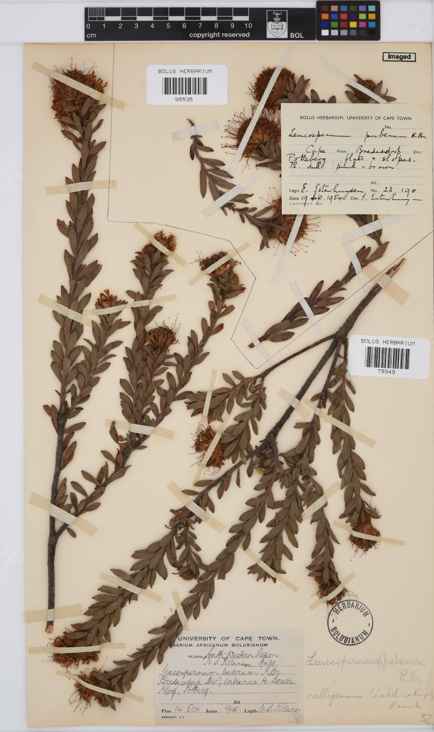 Leucospermum calligerum image