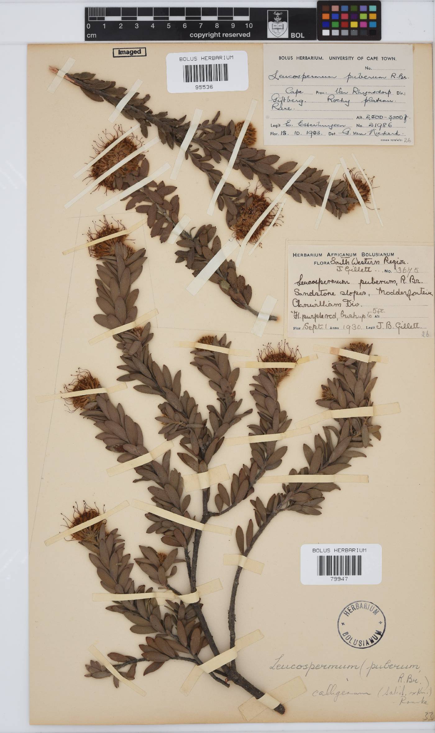 Leucospermum calligerum image
