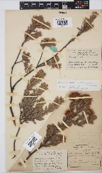 Image of Leucospermum wittebergense