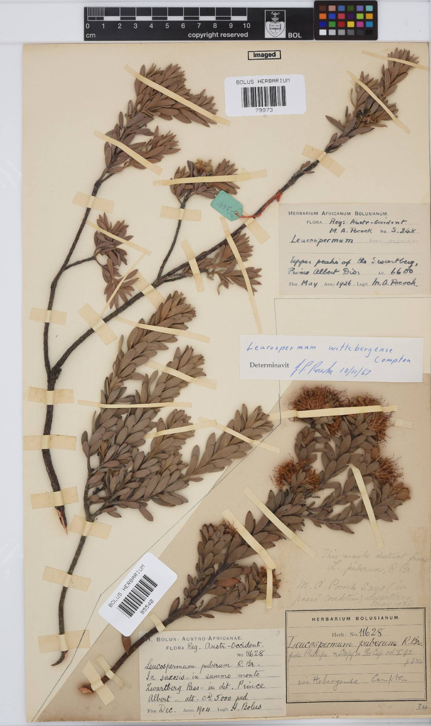 Leucospermum wittebergense image