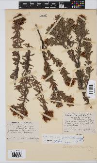 Image of Leucospermum royenifolium