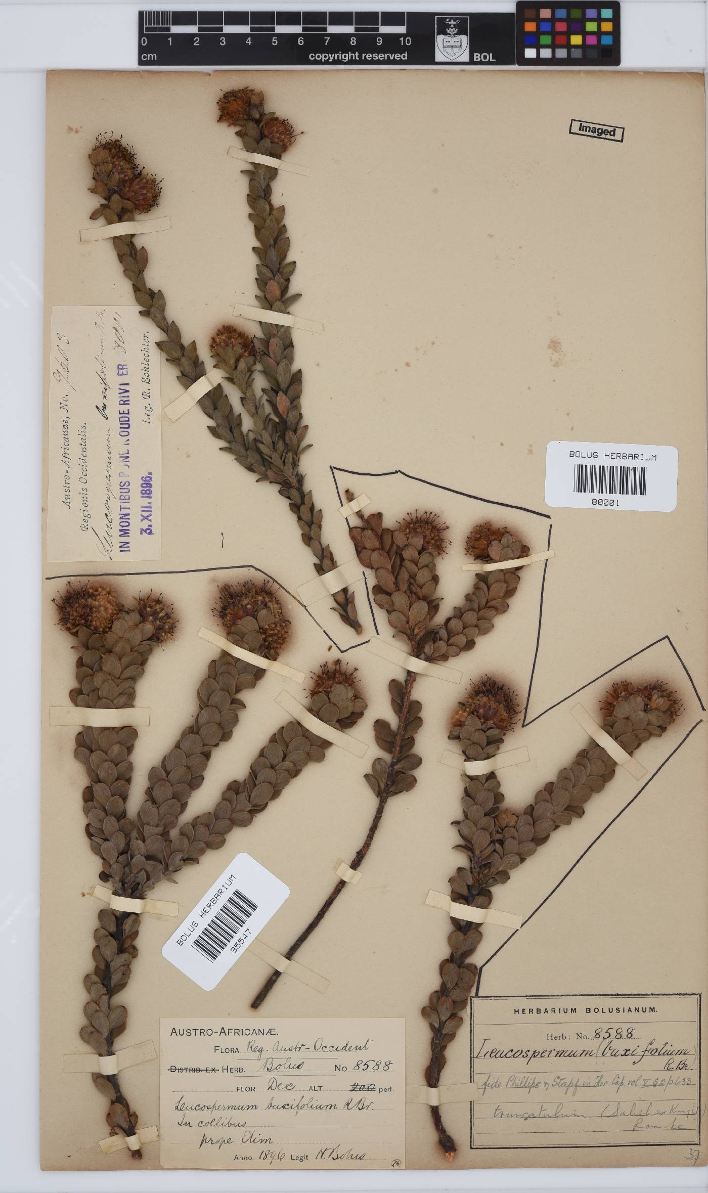 Leucospermum truncatulum image