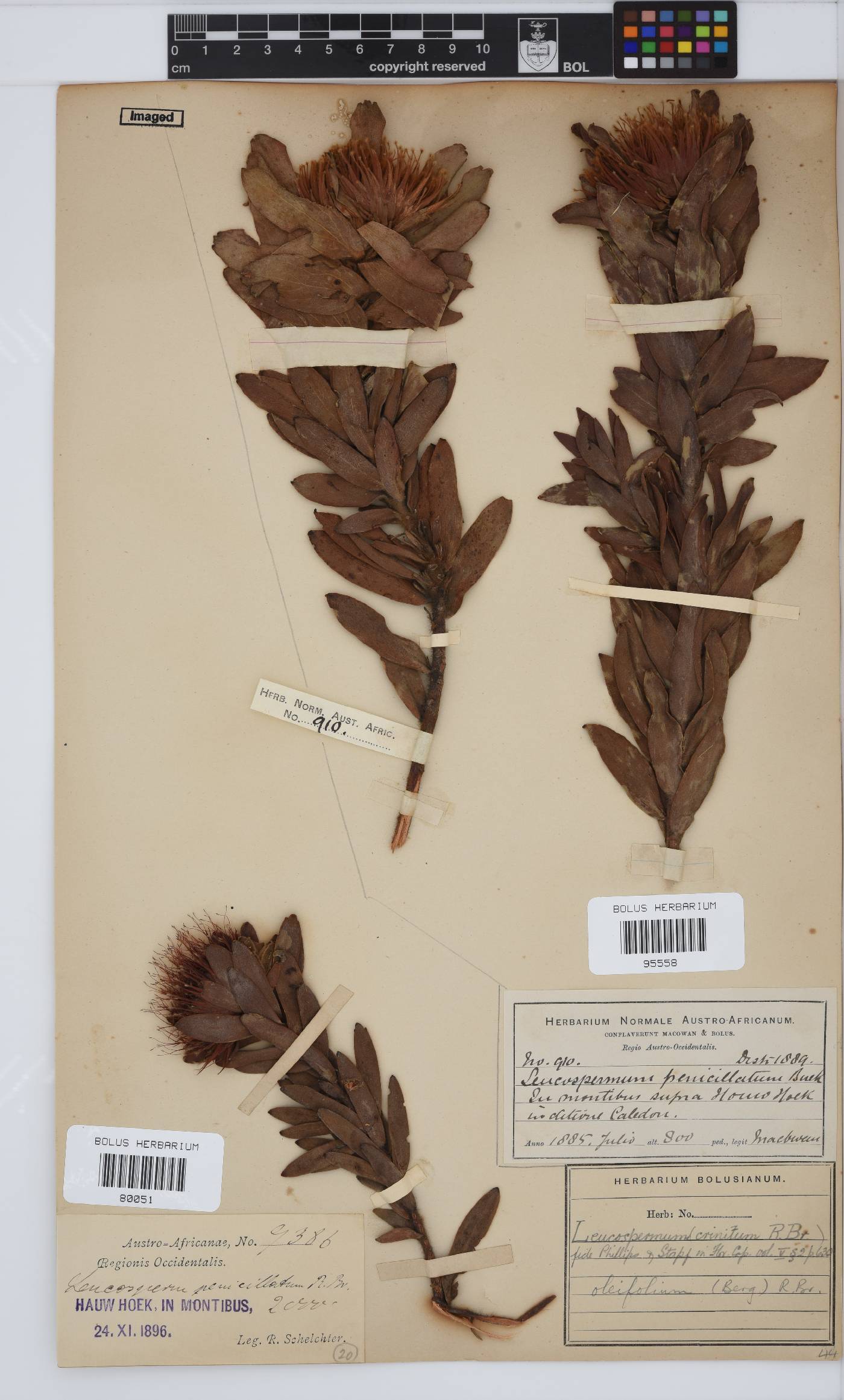 Leucospermum oleifolium image