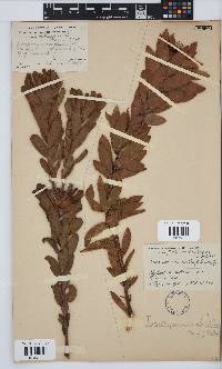 Leucospermum oleifolium image