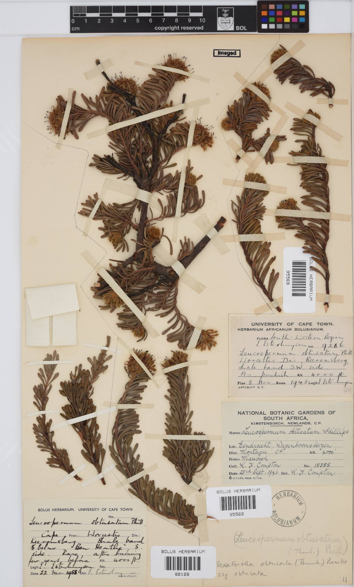 Vexatorella obtusata subsp. obtusata image