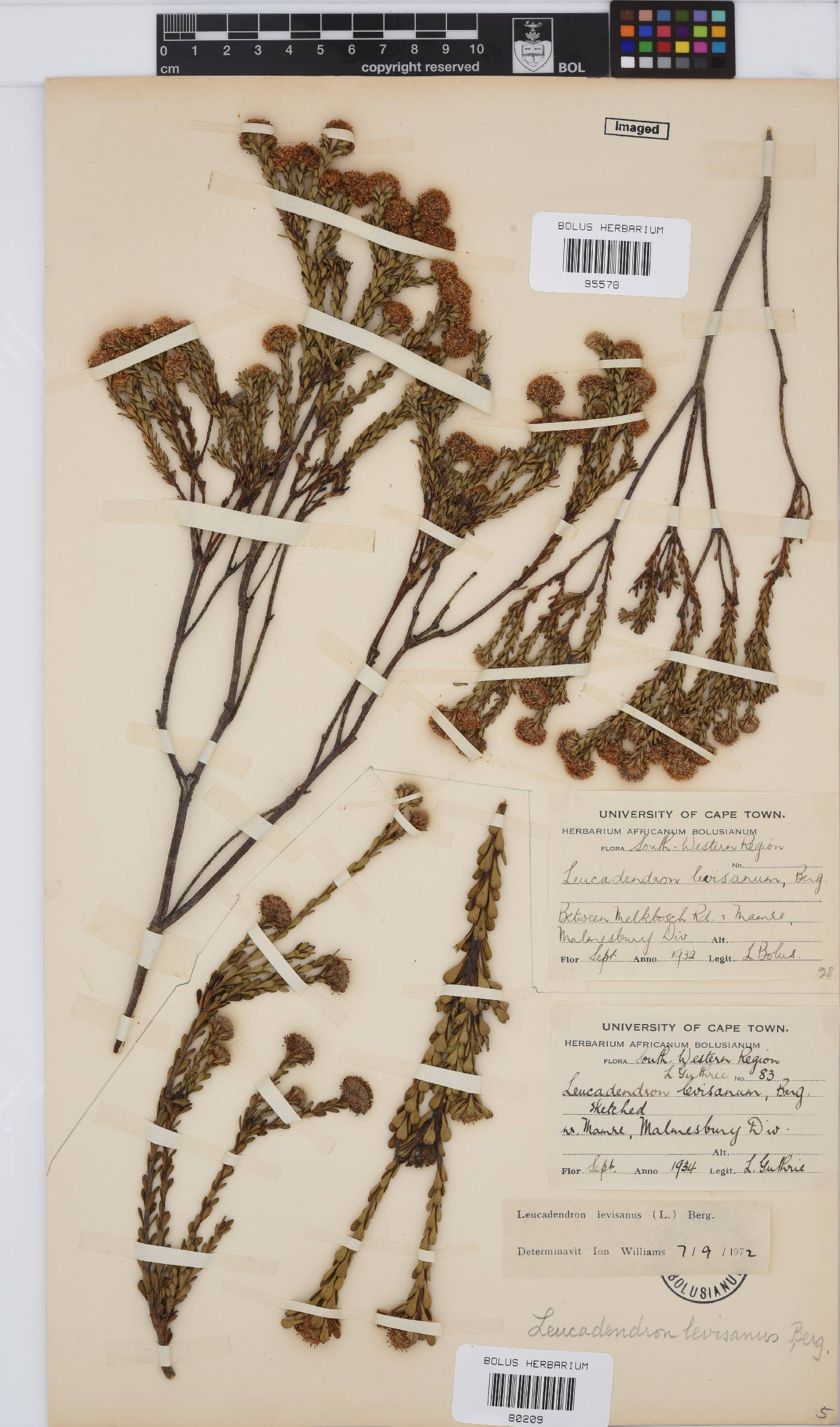 Leucadendron levisanus image