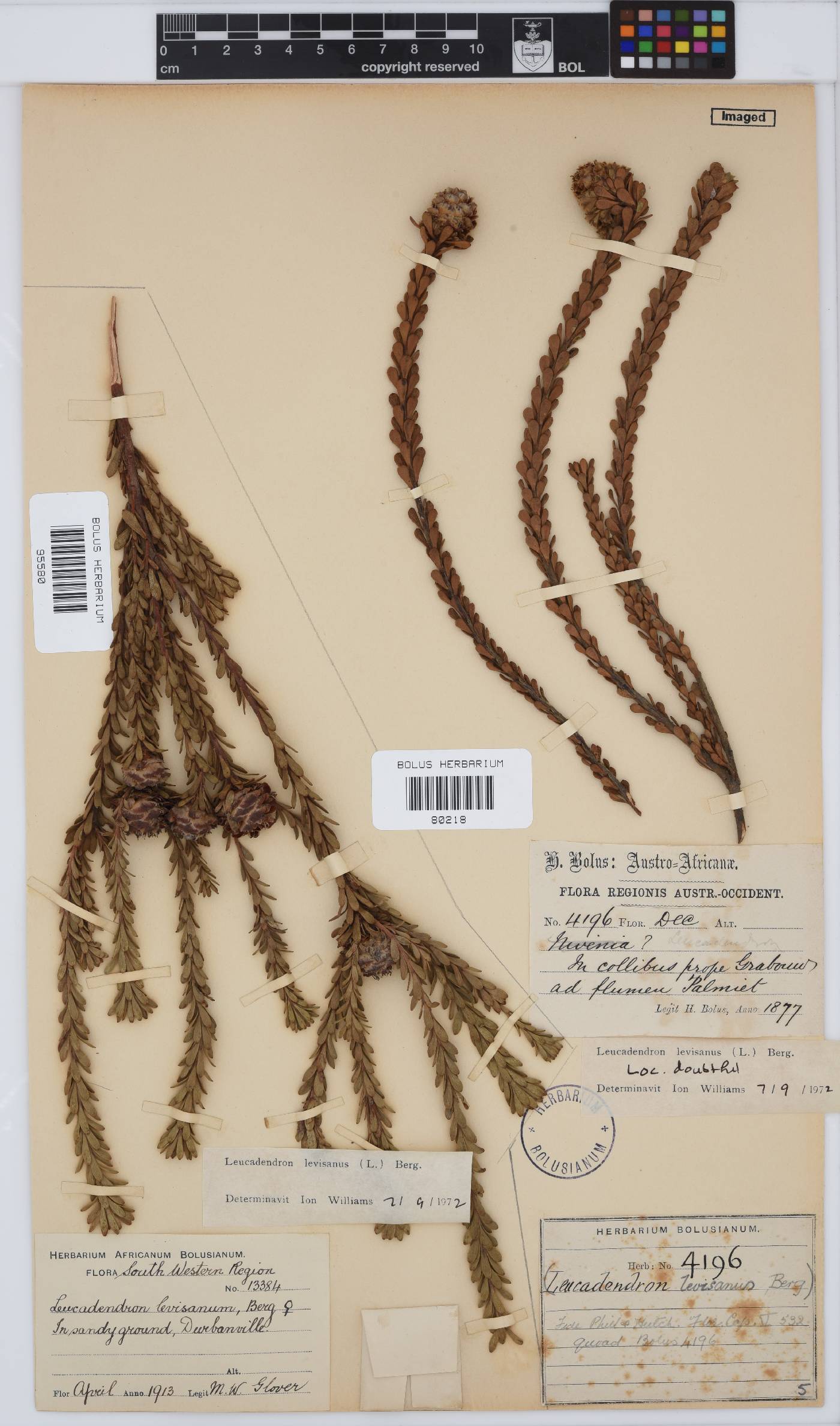 Leucadendron levisanus image