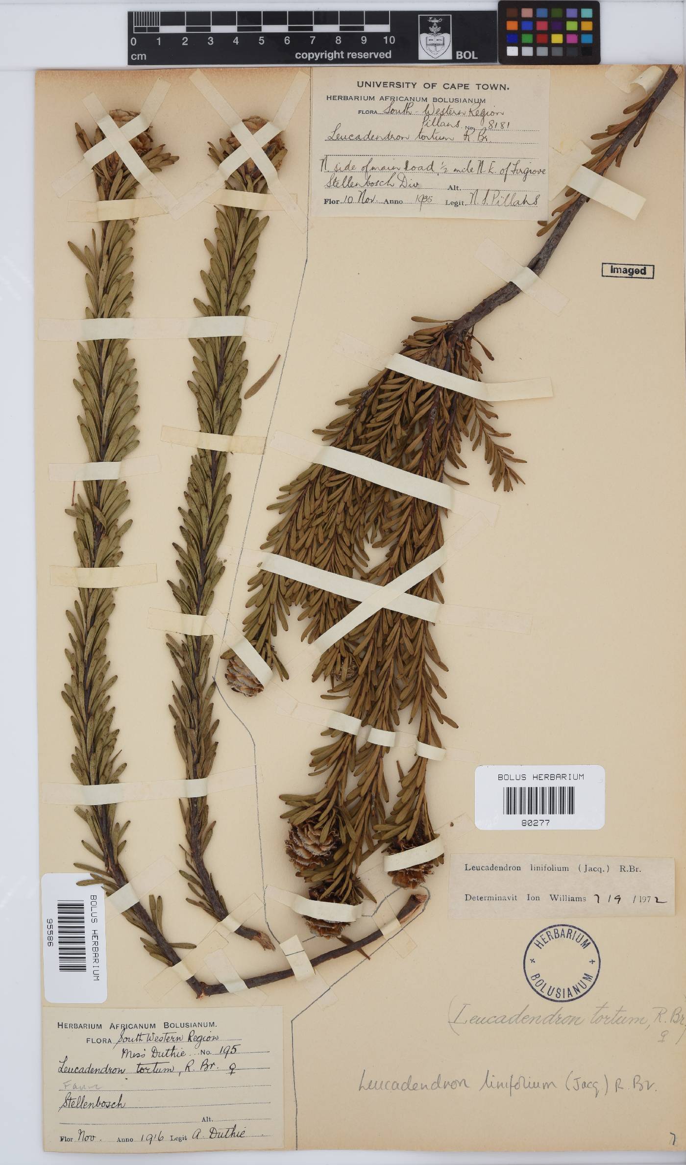 Leucadendron linifolium image