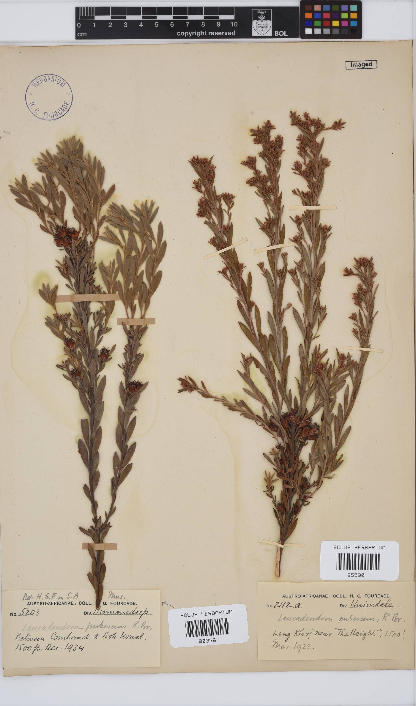 Leucadendron pubescens image