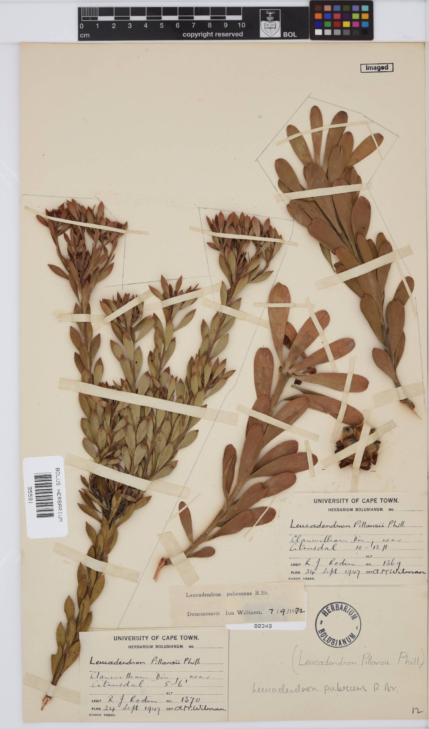 Leucadendron pubescens image