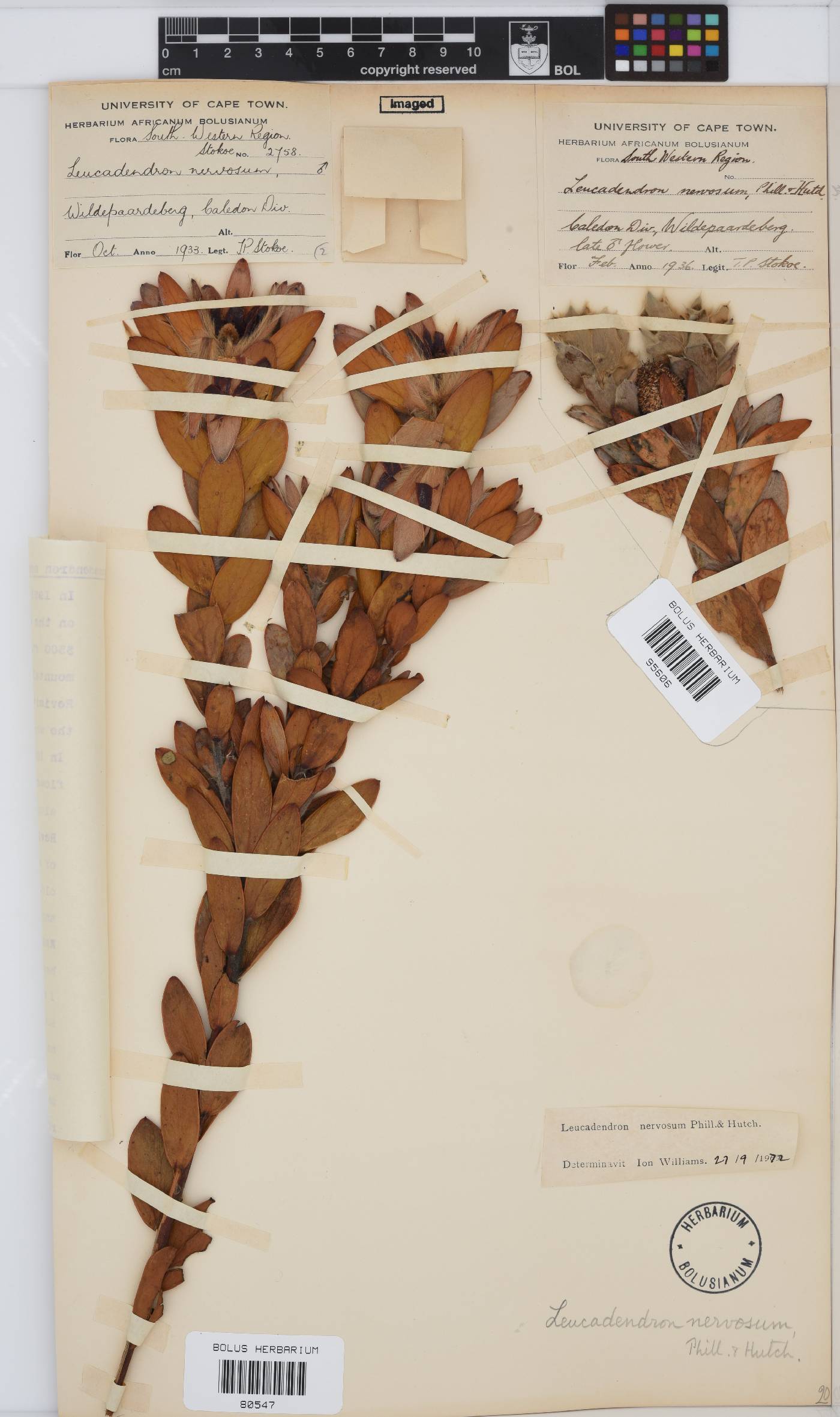 Leucadendron nervosum image