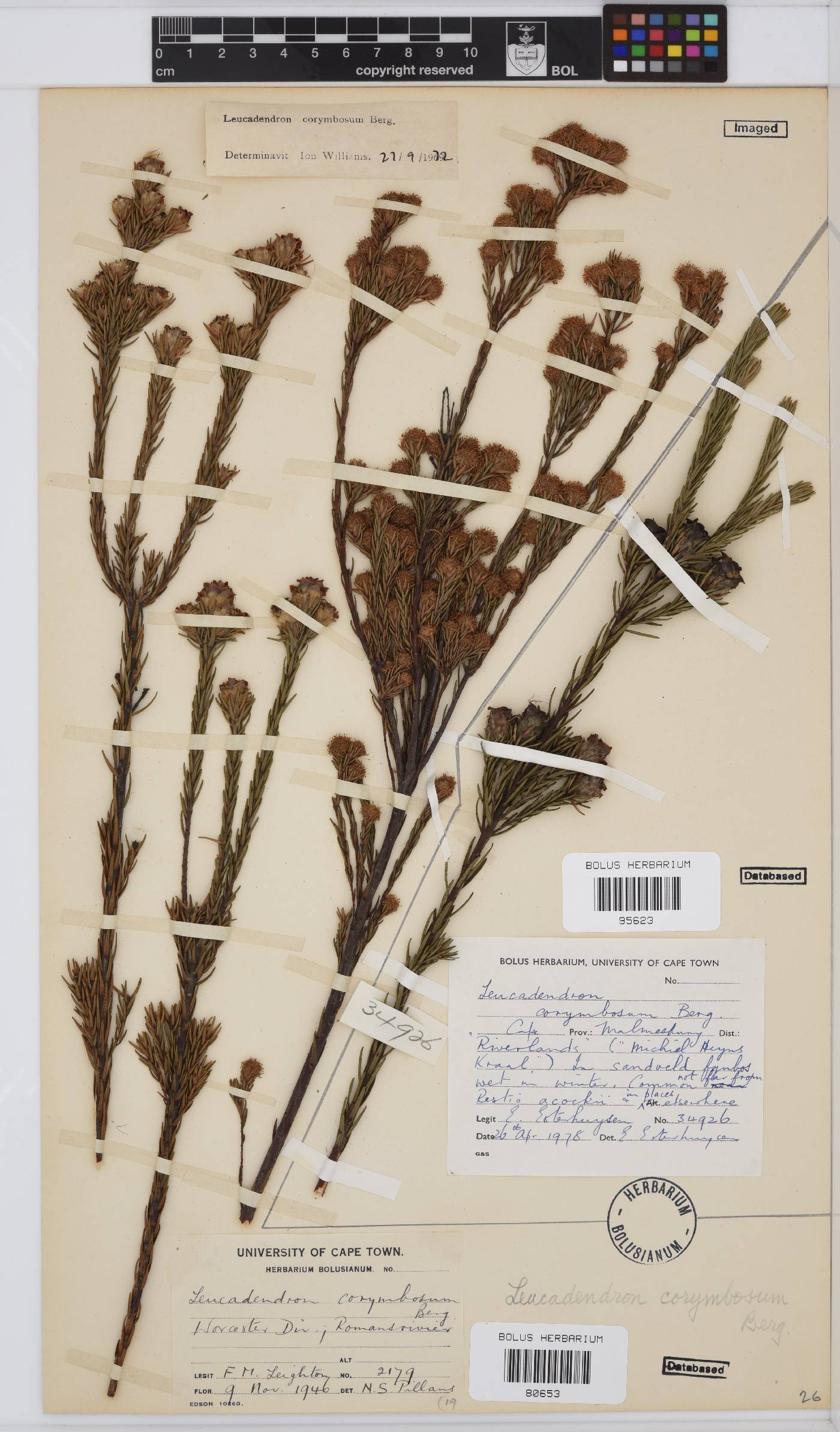 Leucadendron corymbosum image