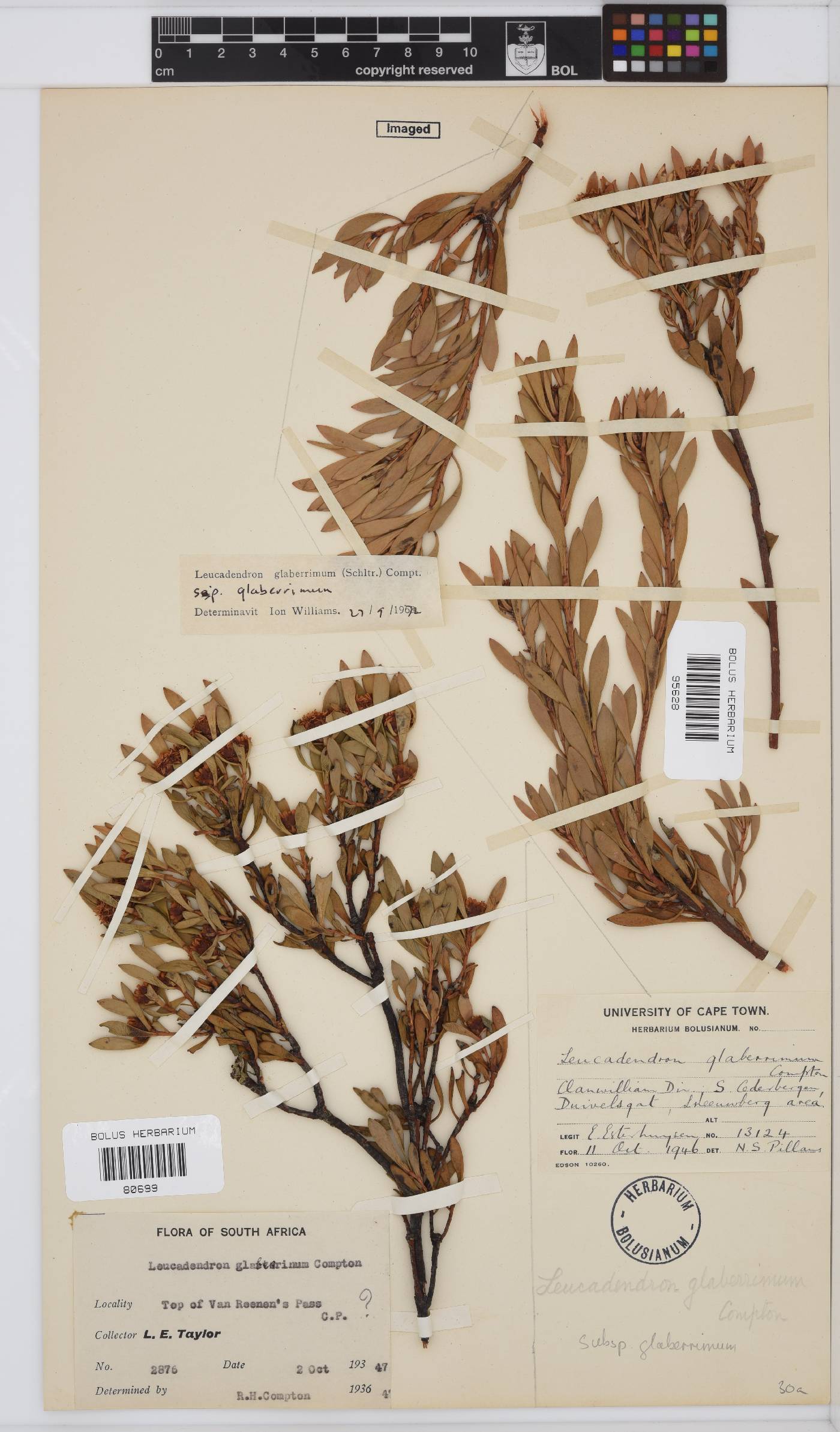 Leucadendron glaberrimum subsp. glaberrimum image