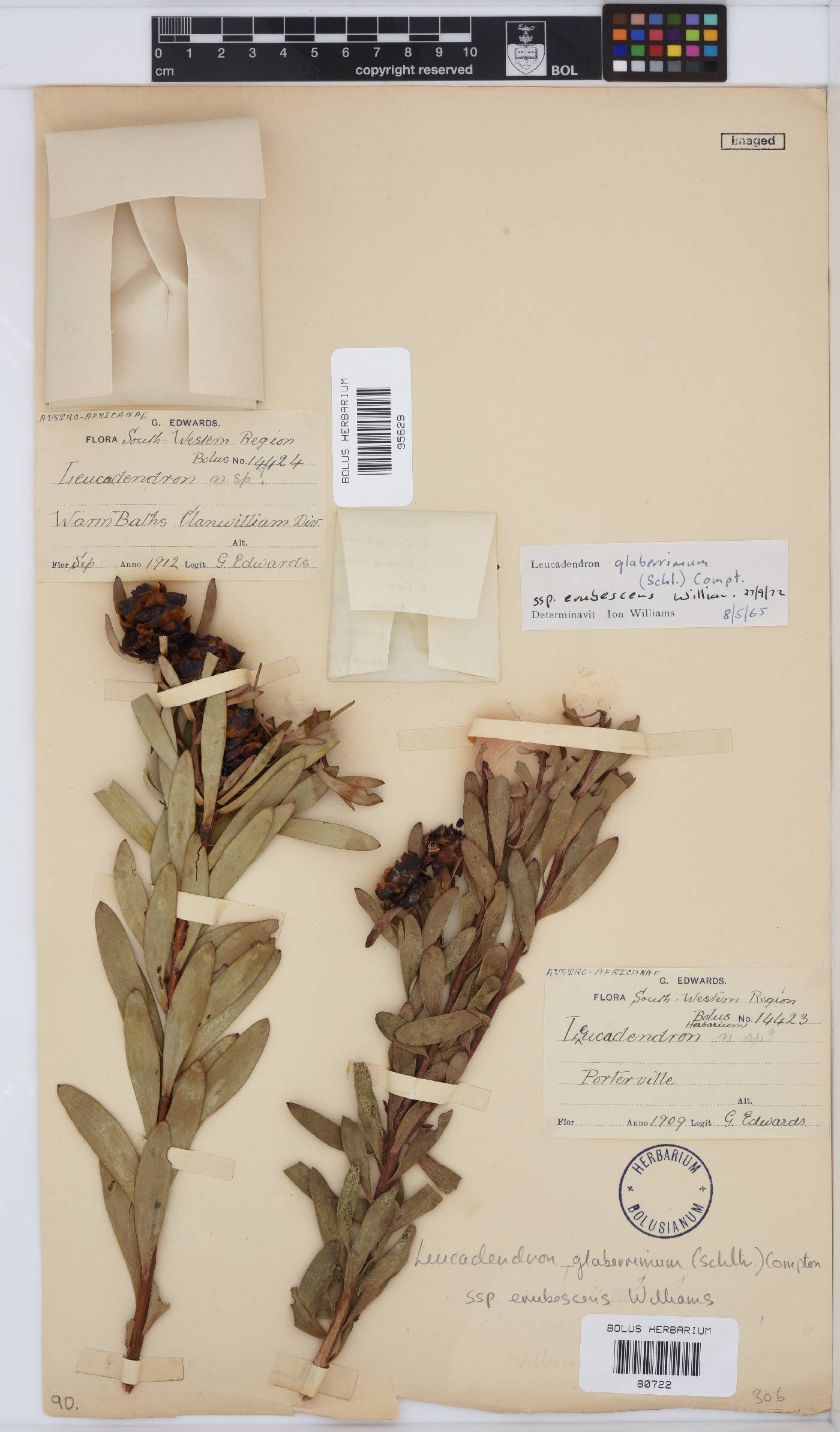 Leucadendron glaberrimum subsp. erubescens image