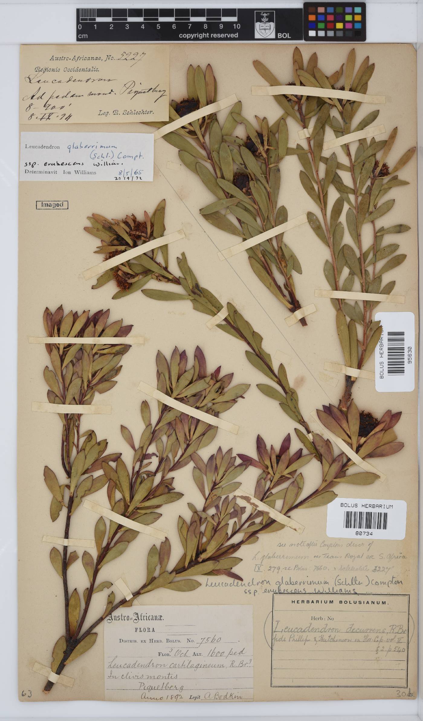 Leucadendron glaberrimum subsp. erubescens image