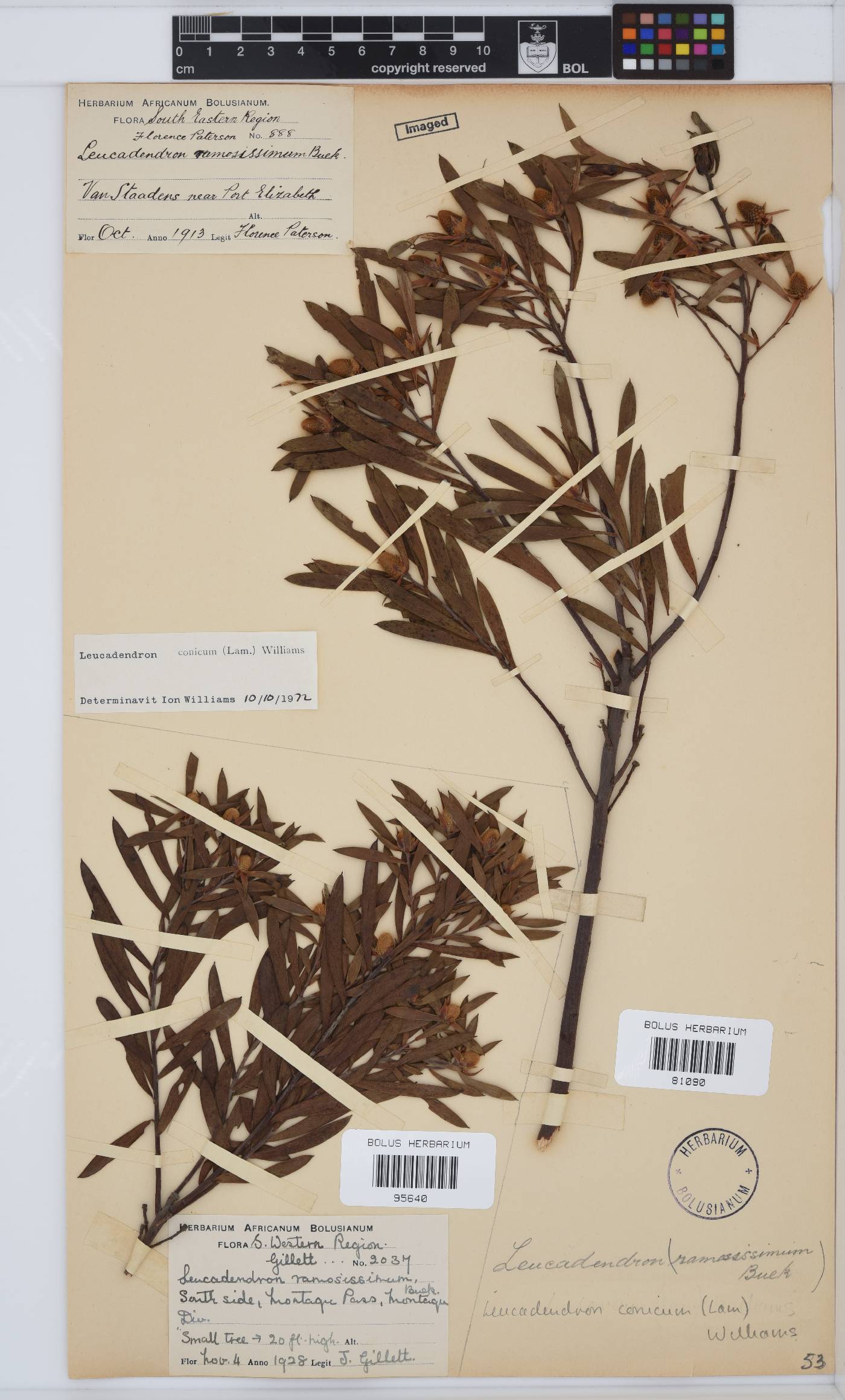 Leucadendron conicum image