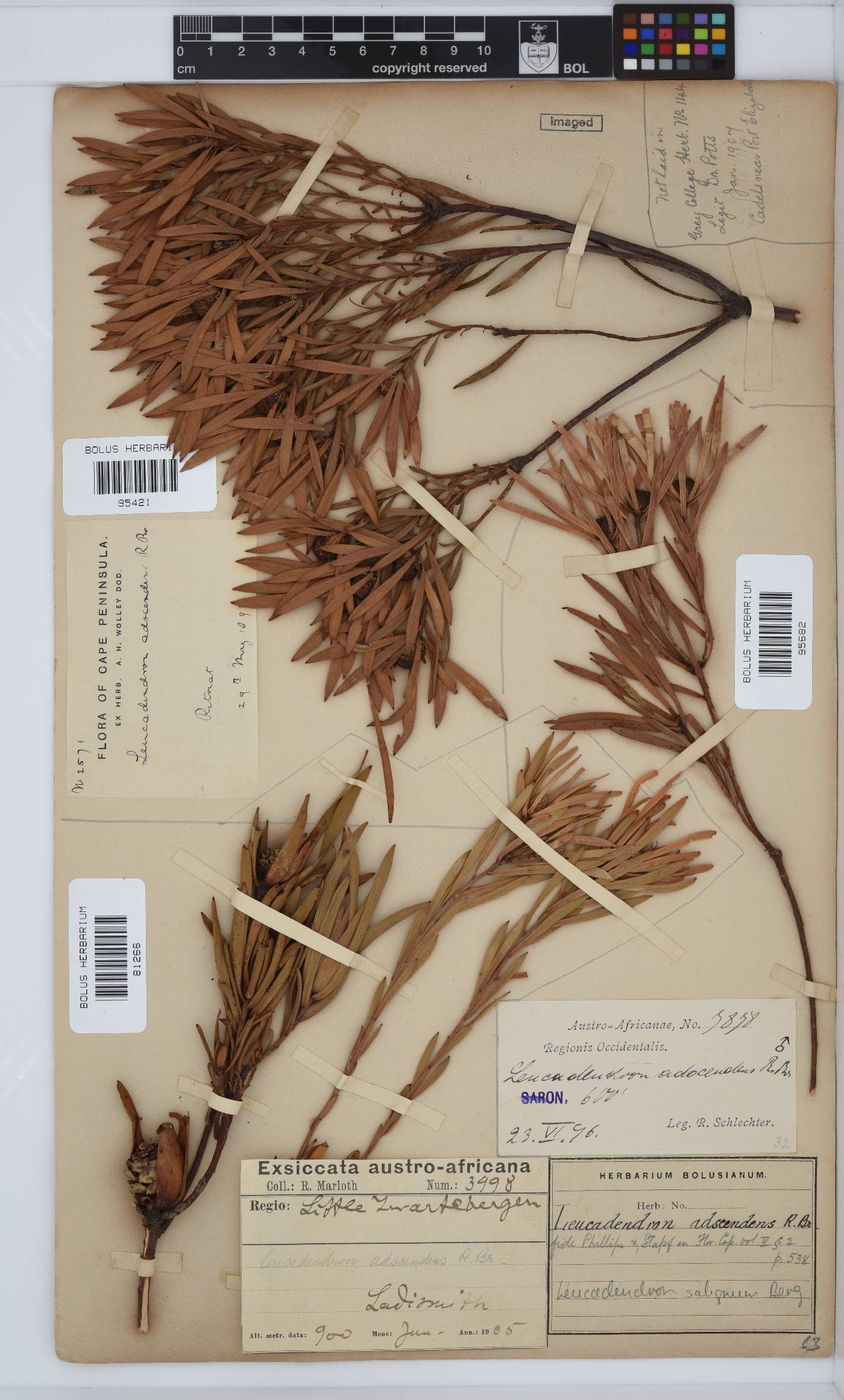 Leucadendron salignum image