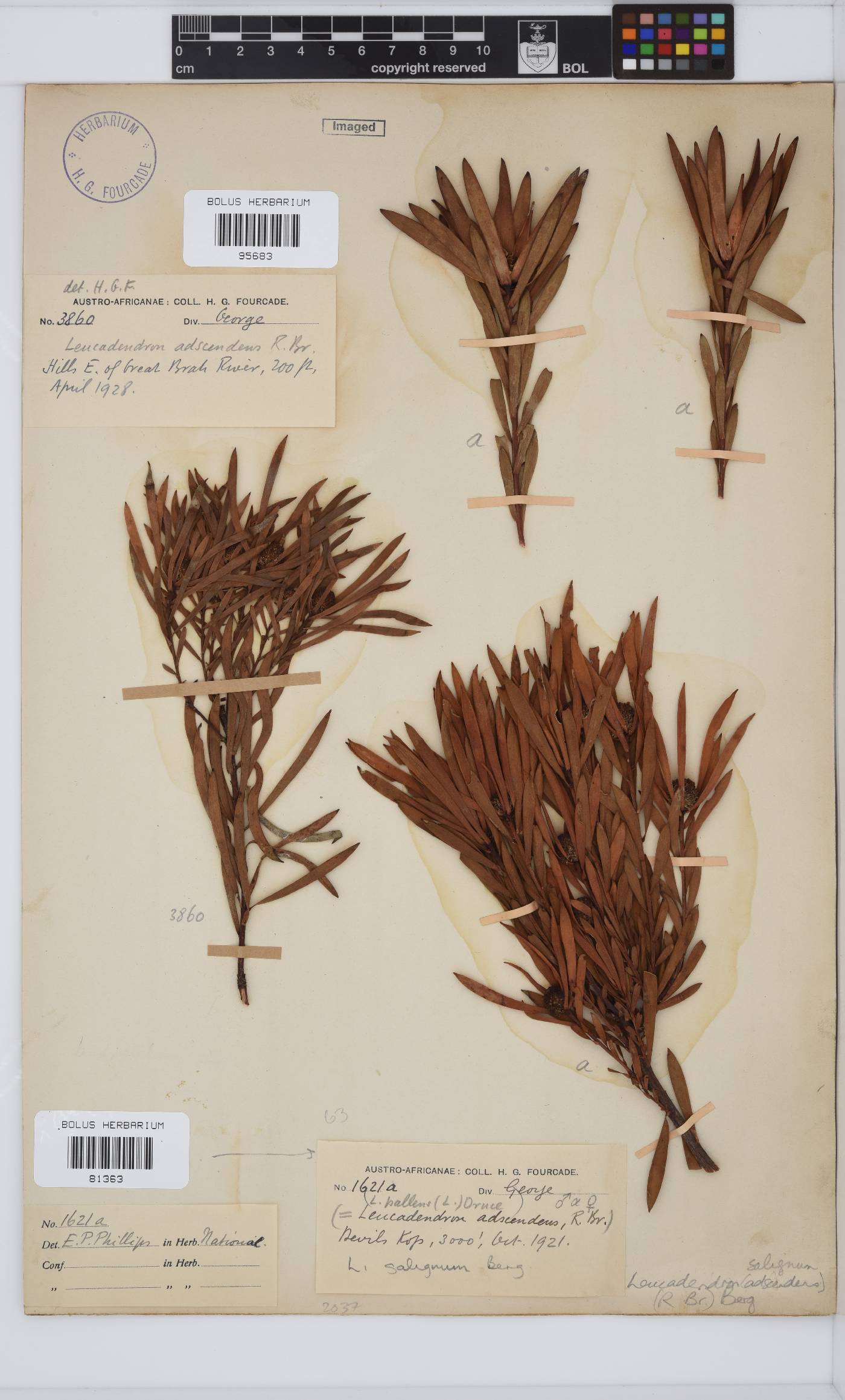 Leucadendron salignum image