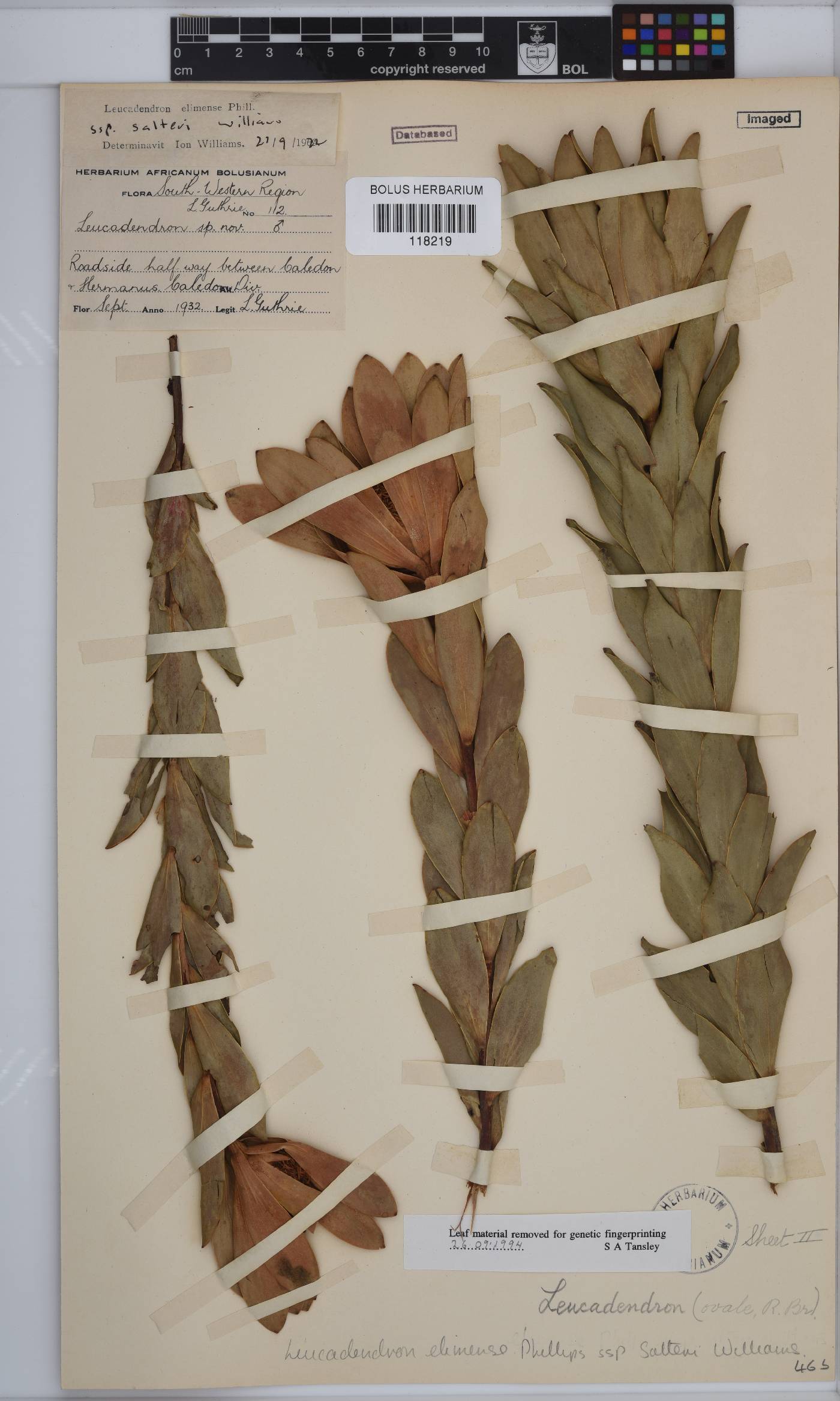 Leucadendron elimense subsp. salteri image