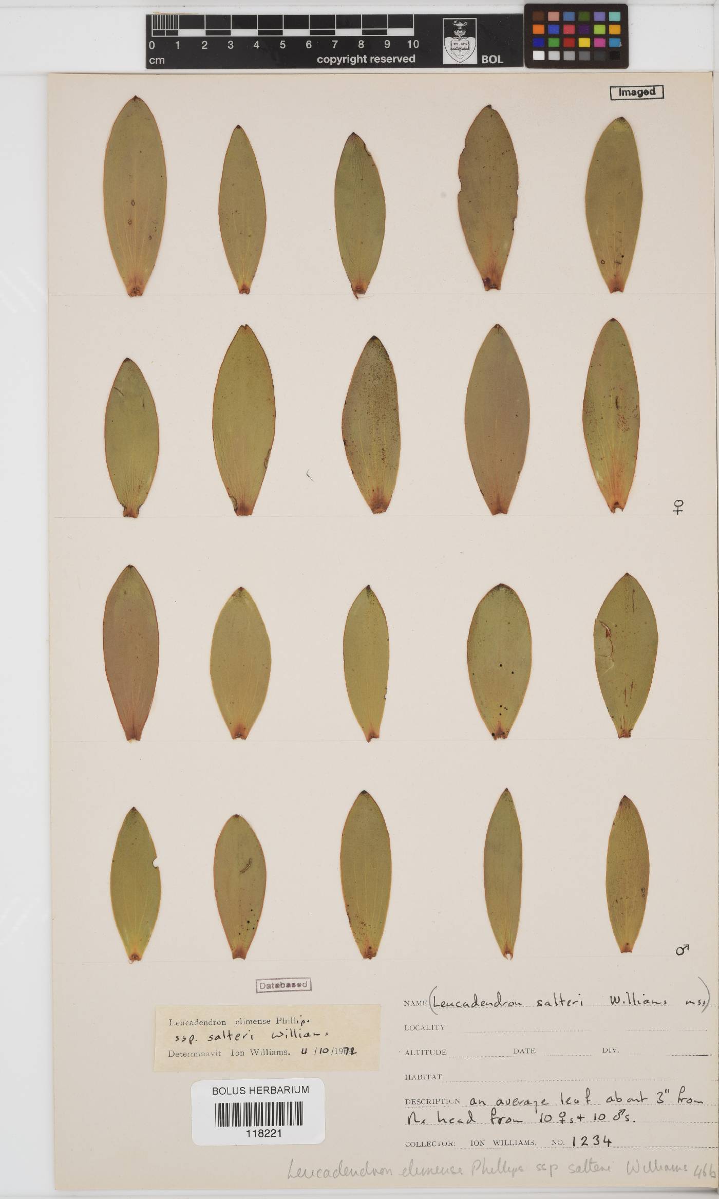 Leucadendron elimense subsp. salteri image