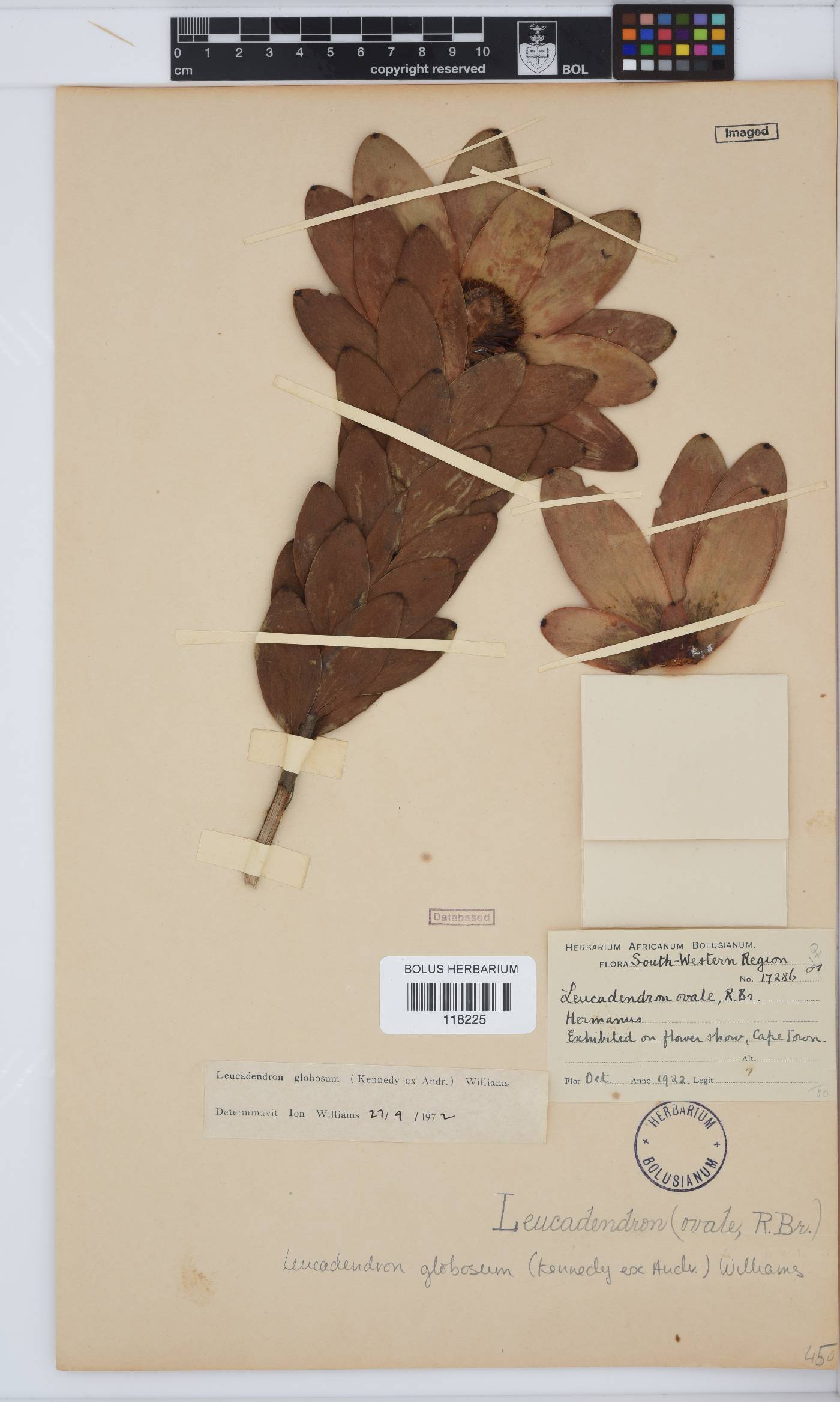 Leucadendron globosum image