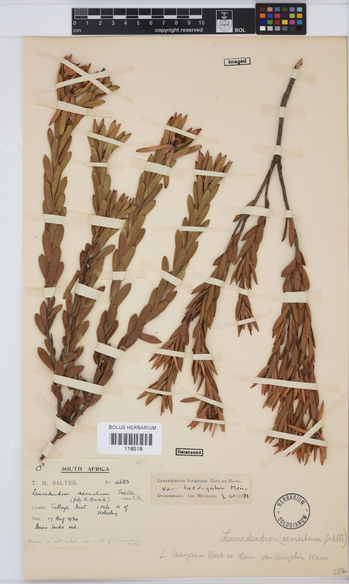 Leucadendron lanigerum var. laevigatum image