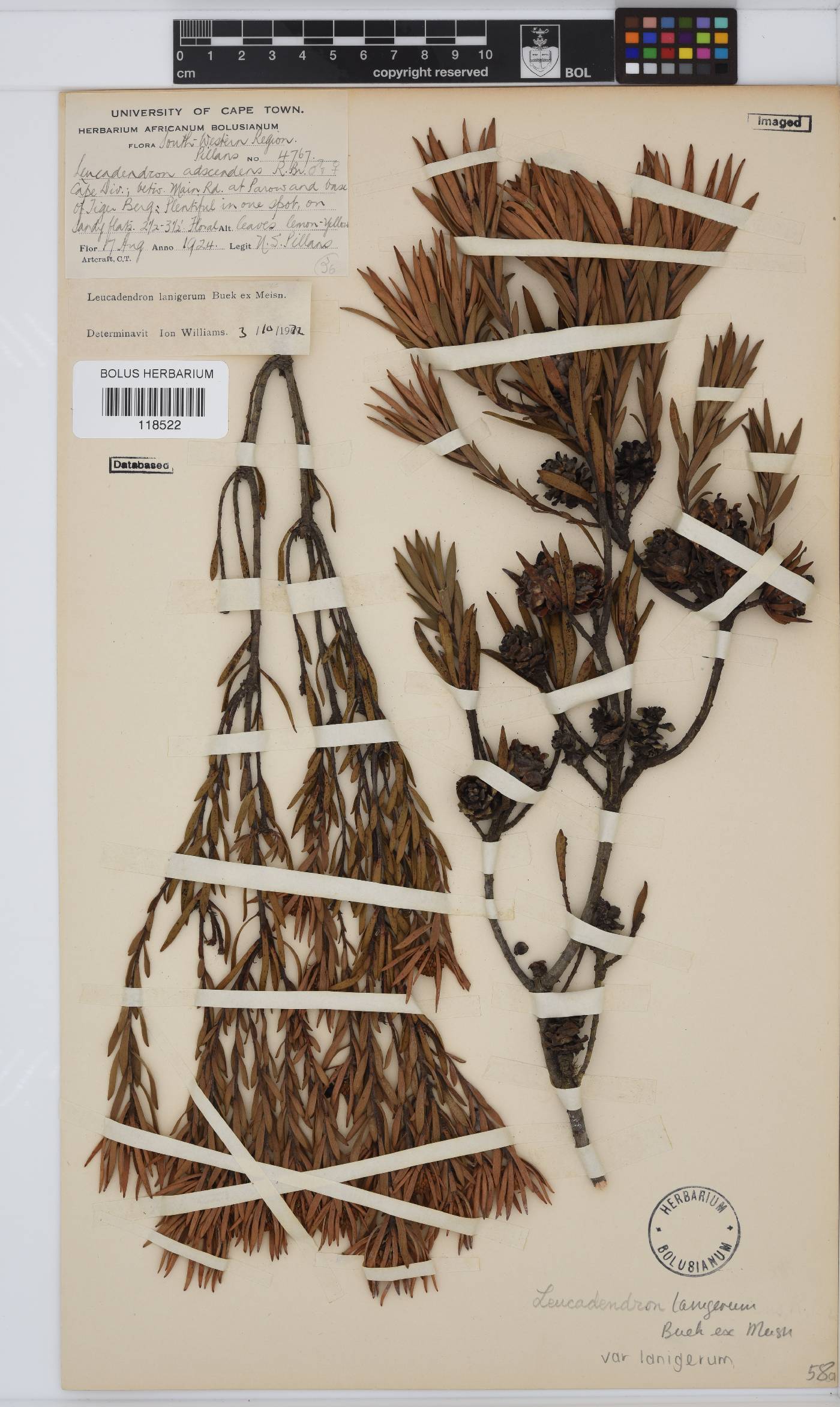 Leucadendron lanigerum image