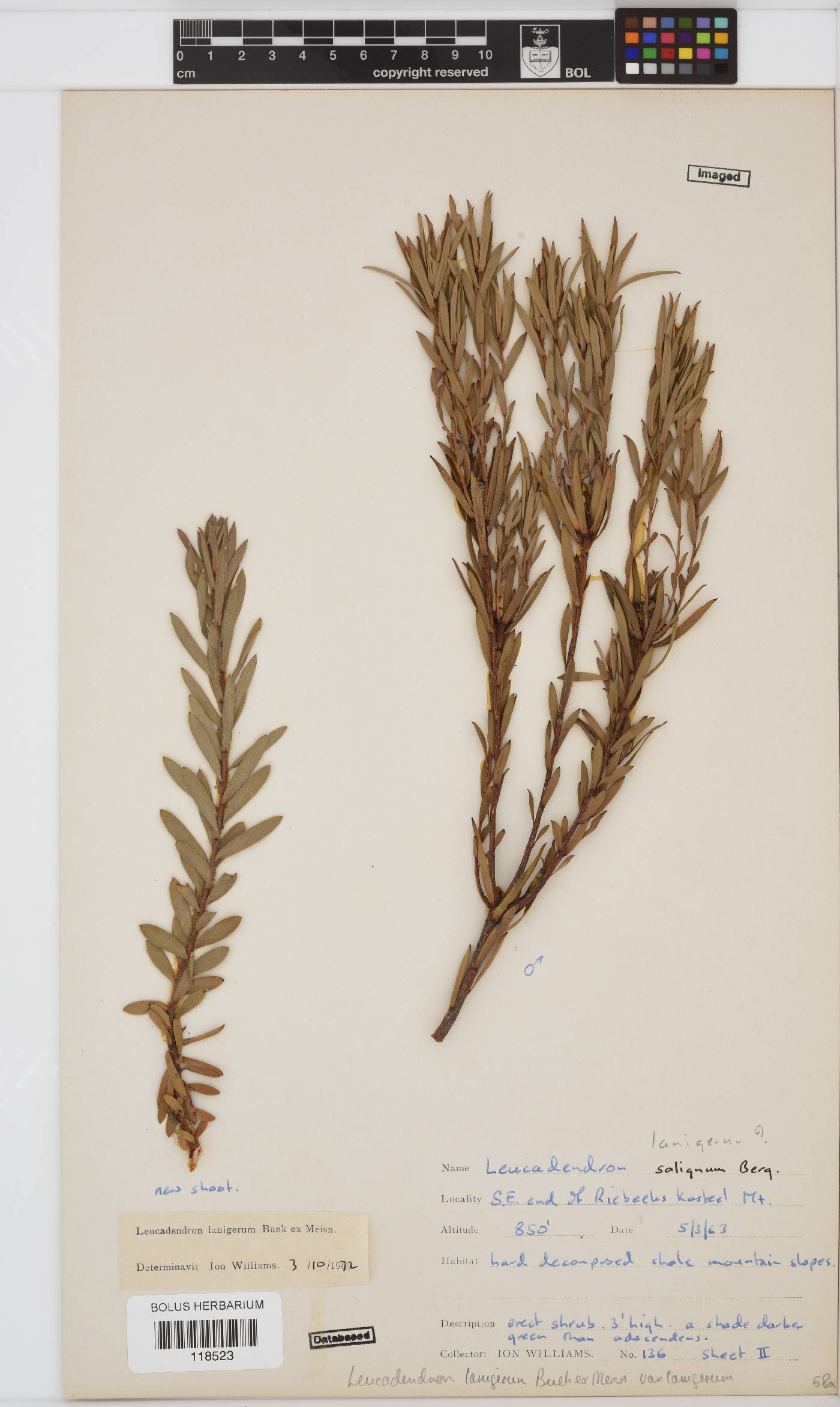 Leucadendron lanigerum image