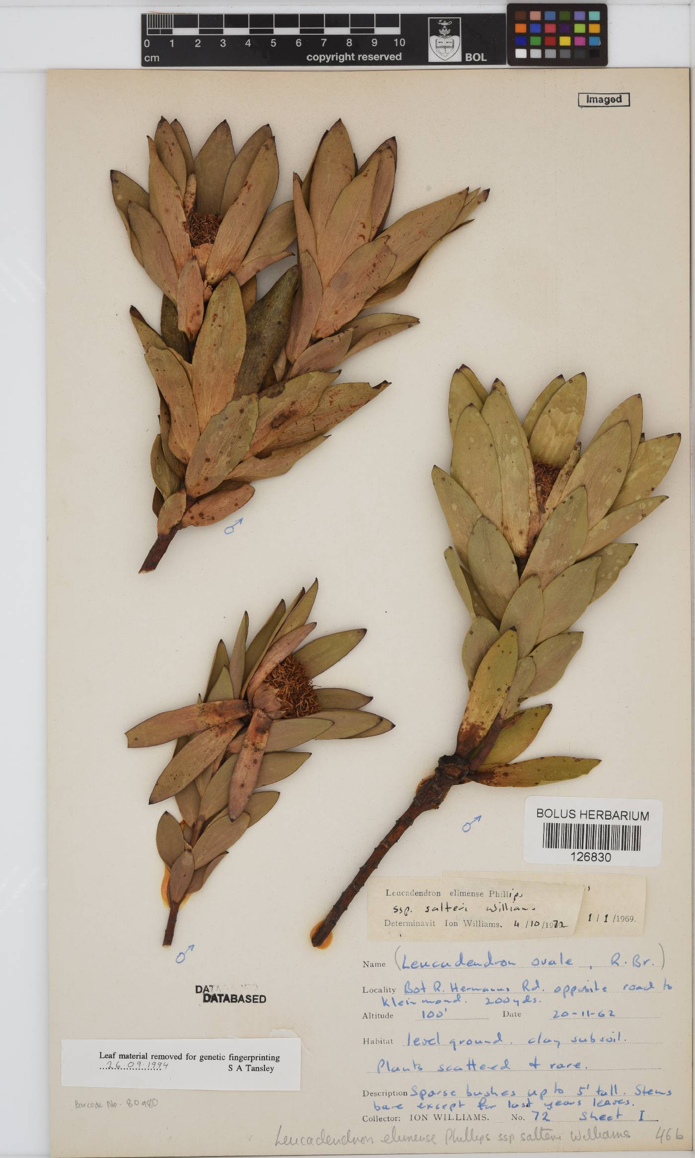 Leucadendron elimense subsp. salteri image