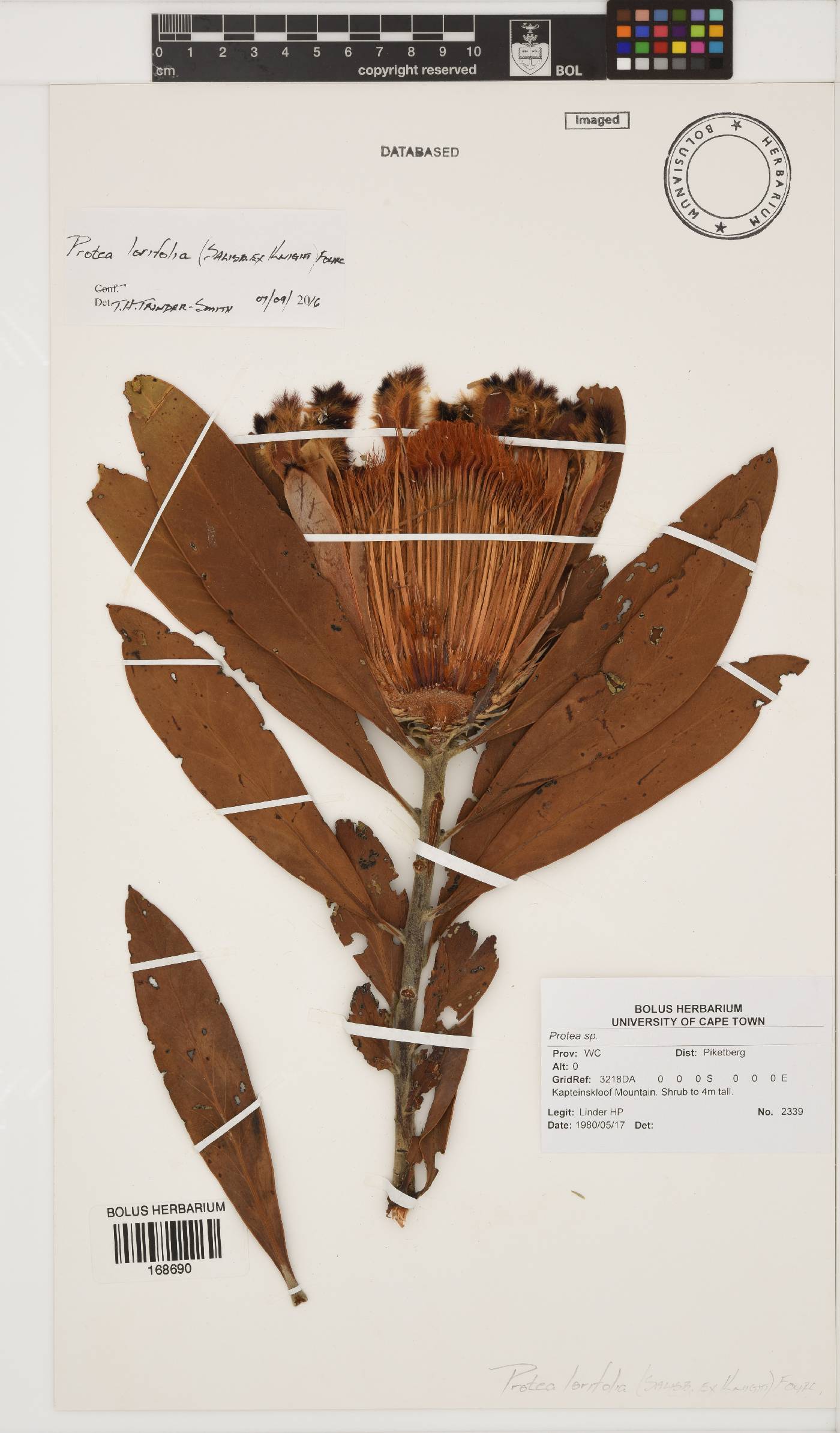 Protea lorifolia image