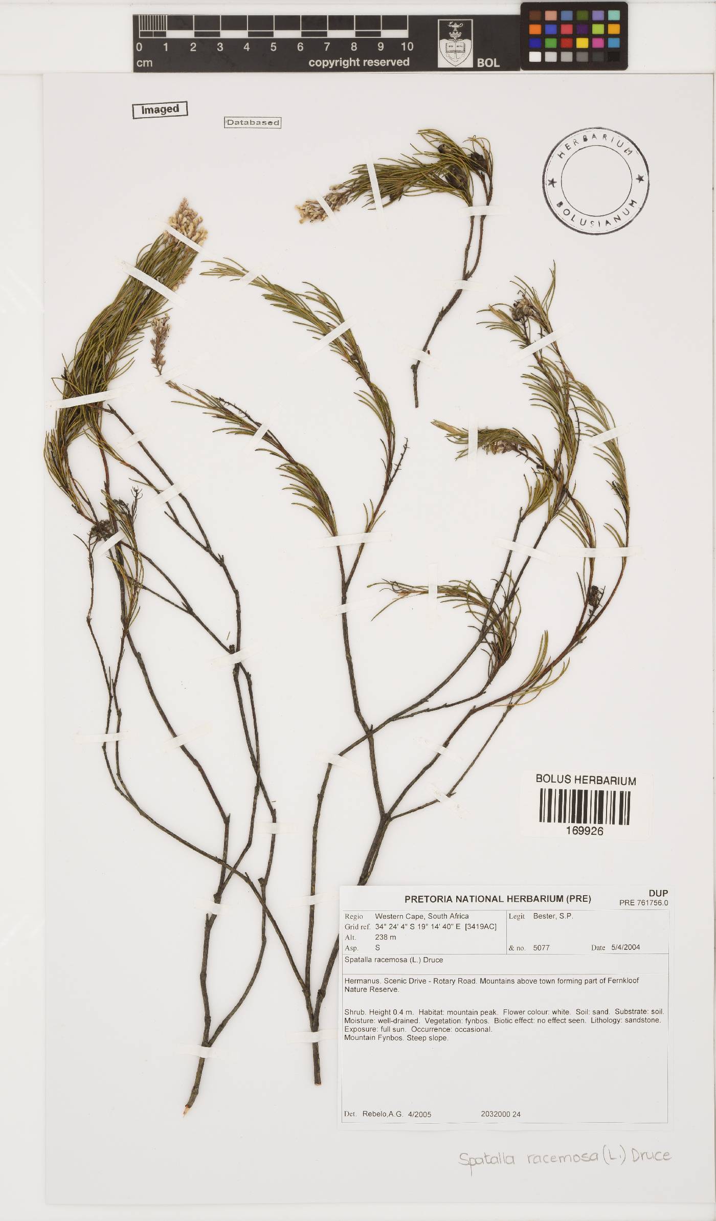 Spatalla racemosa image