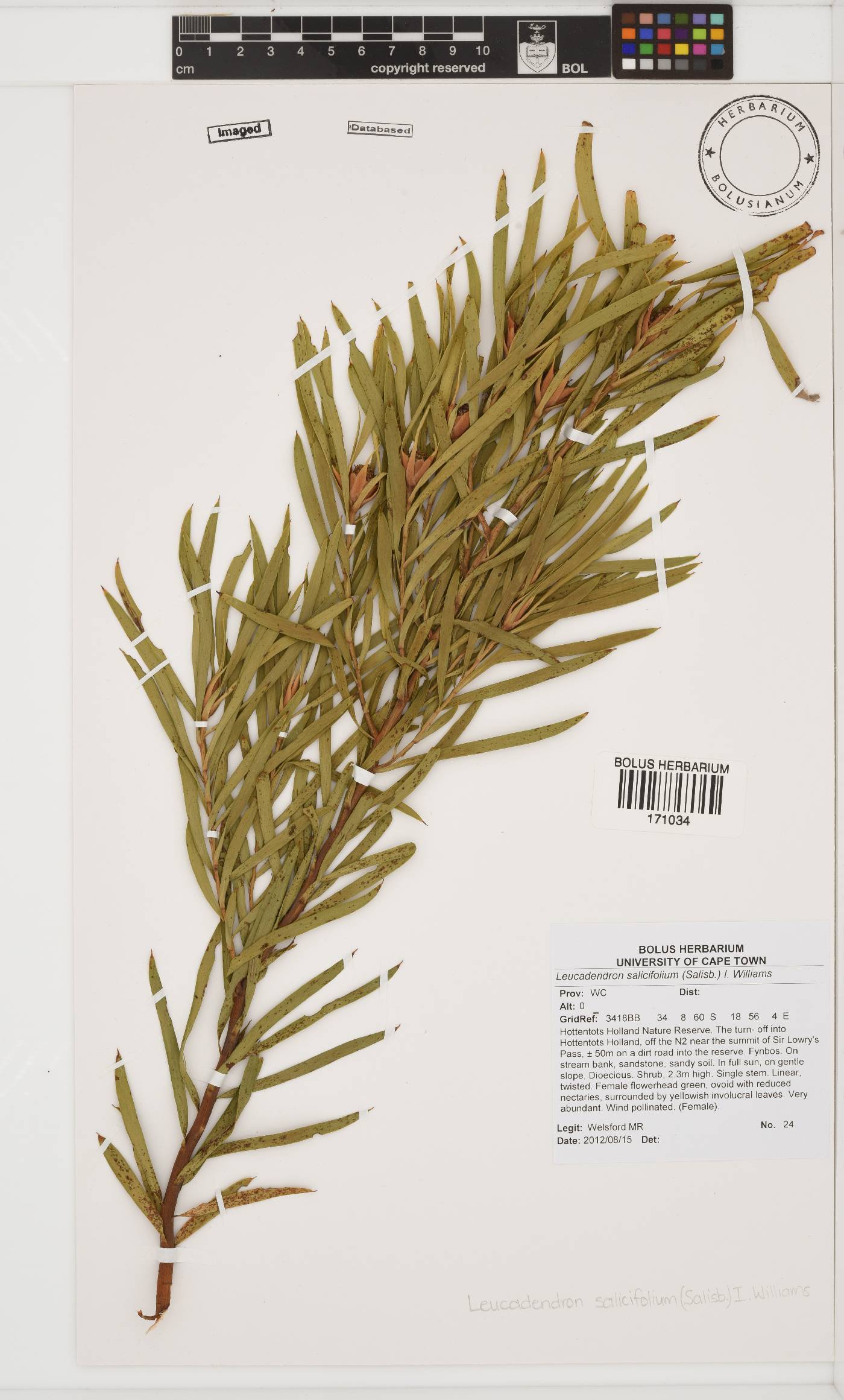 Leucadendron salicifolium image