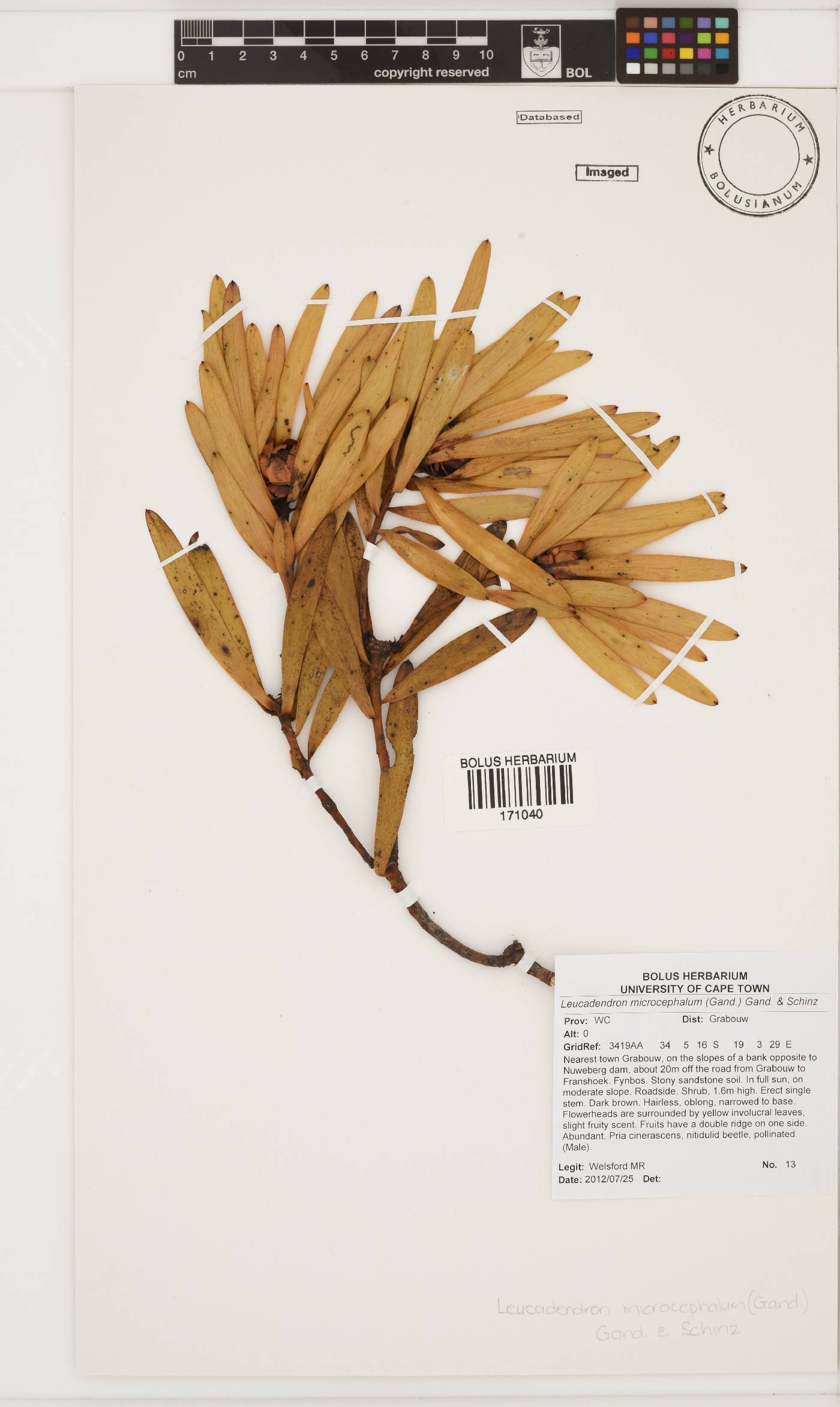 Leucadendron microcephalum image